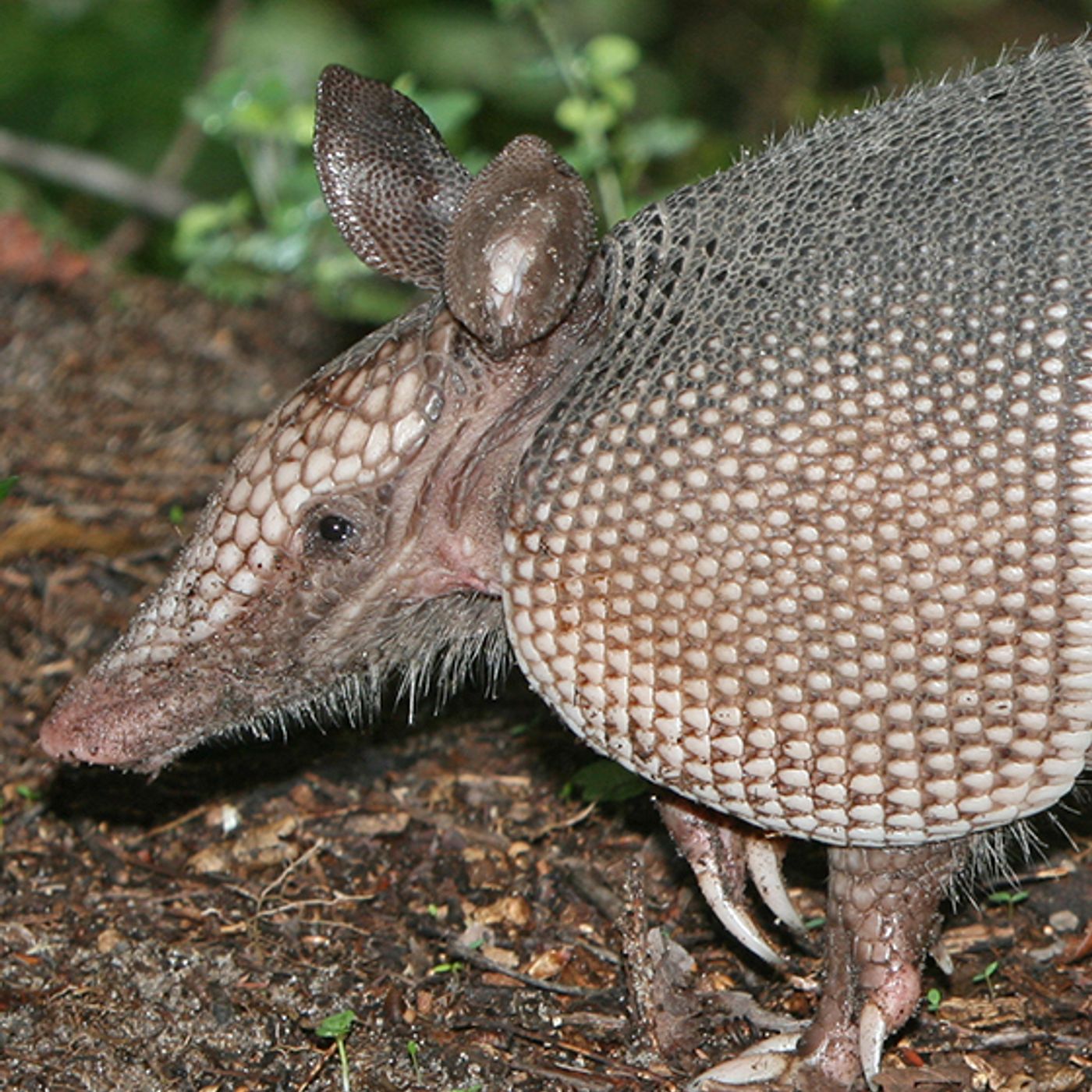 Armadillo Party