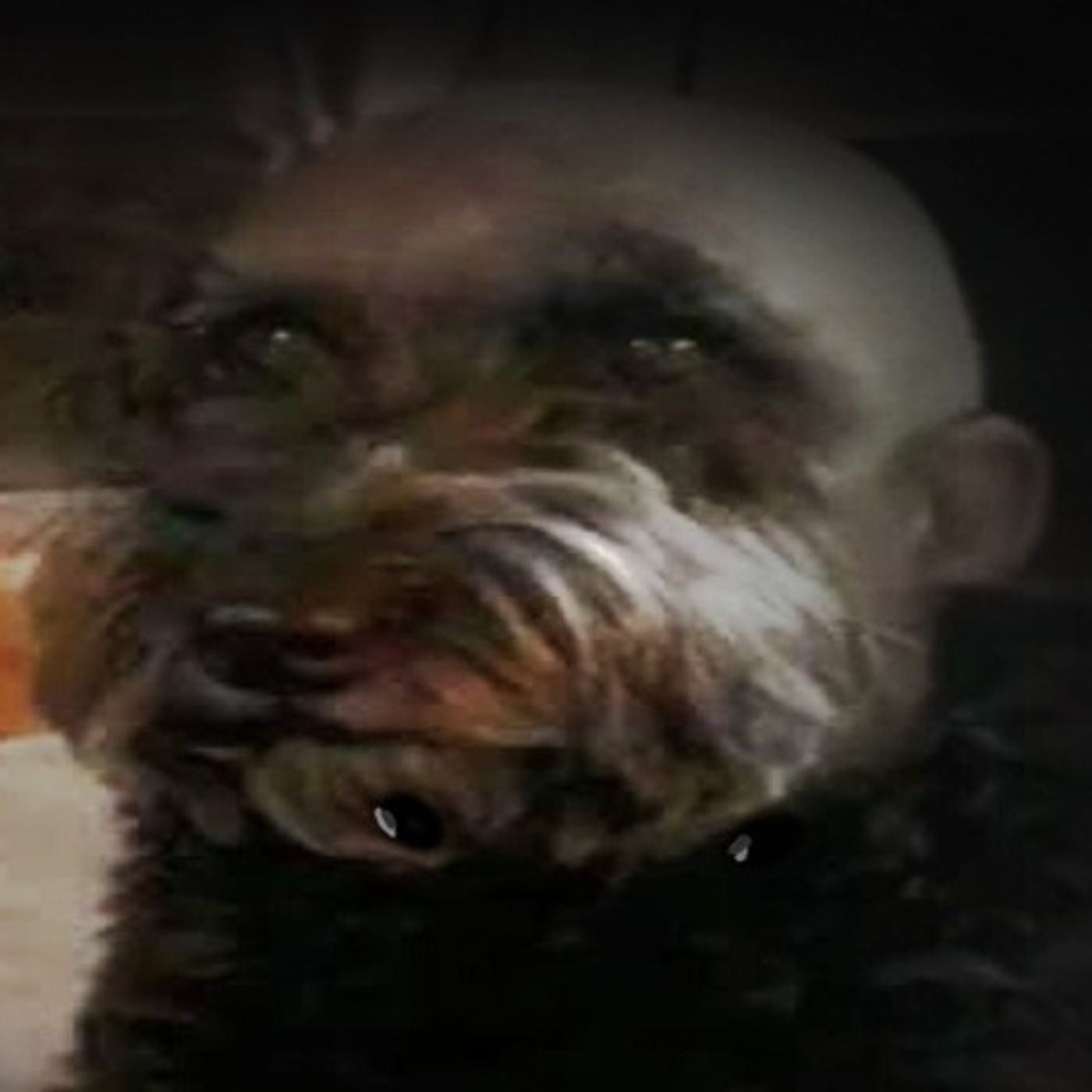 El Extraño Comportamiento De Mi Perro Historias De Terror - REDE