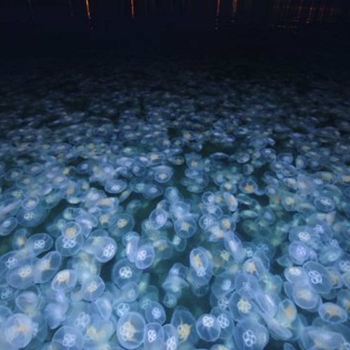 Shall Jellyfish Inherit the Earth’s Oceans? episode artwork