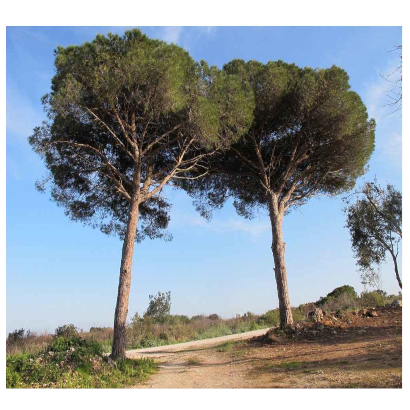 Pinetto