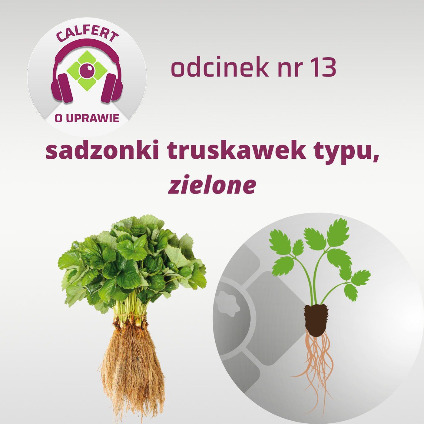 13. O sadzonkach truskawek typu zielonego, kopanego