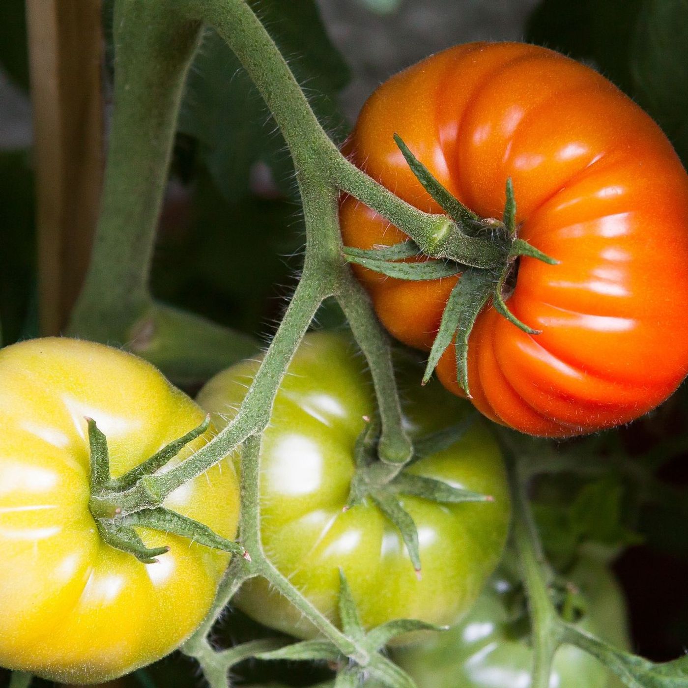 Choosing that tomato variety that matches your needs