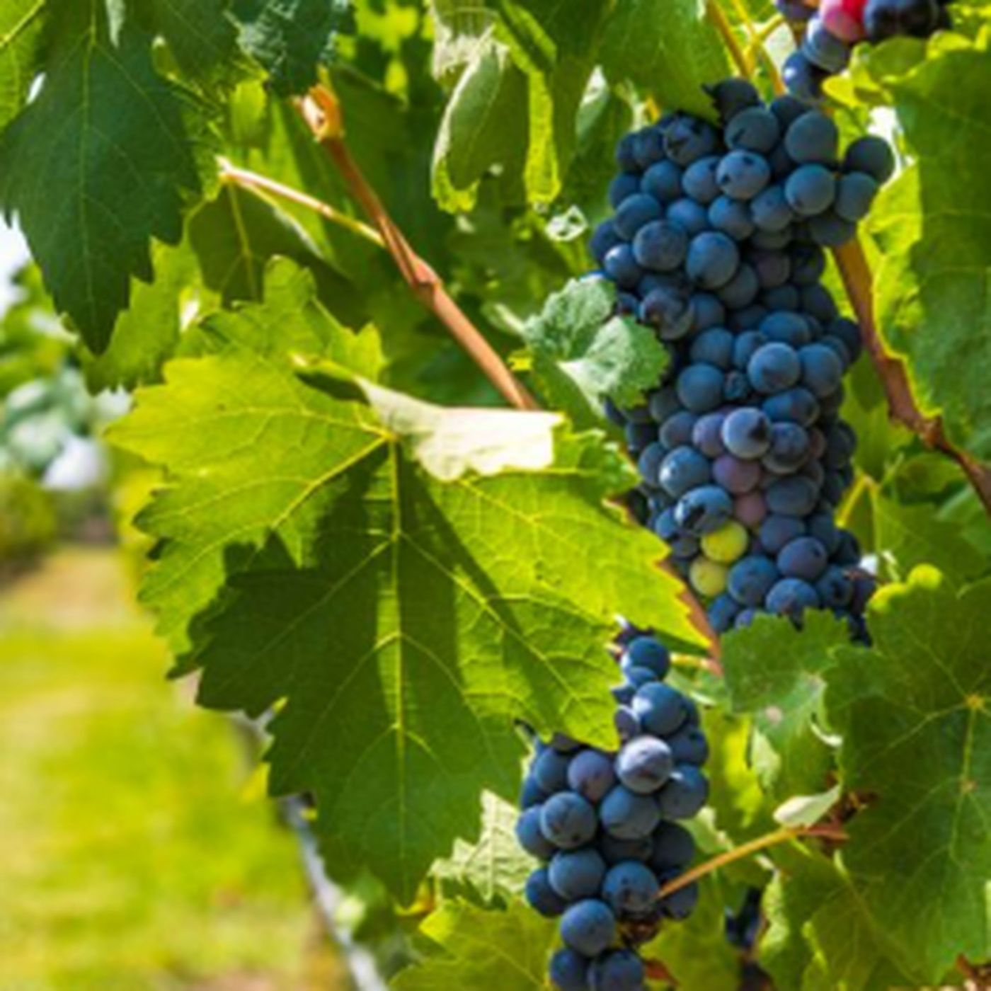 Discovering Cabernet Sauvignon Red Wine Grapes - Characteristics, Taste and Color episode artwork
