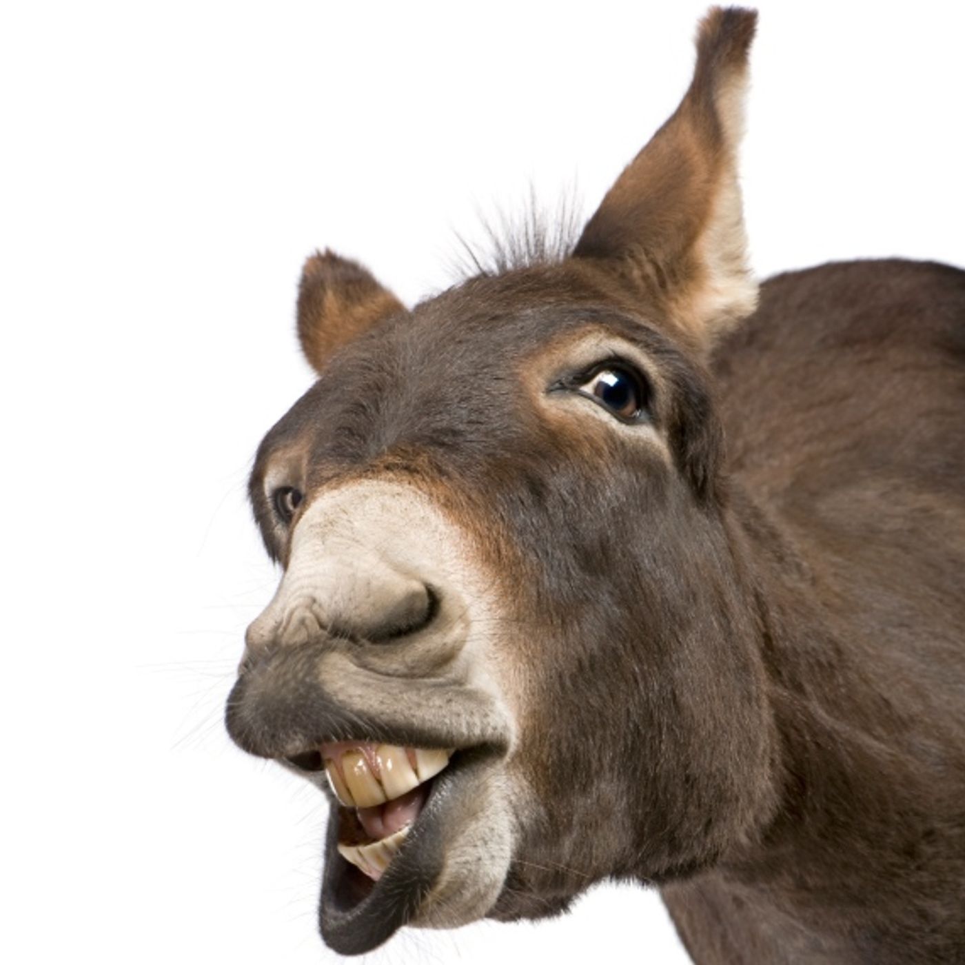 BALAAM'S TALKING DONKEY: FAITH VS THE SPIRITUAL VS THE NATURAL! episode artwork