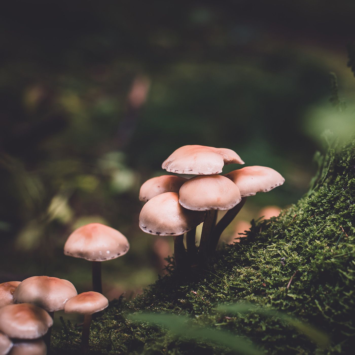 Putting the Fun in Fungi and Funerals