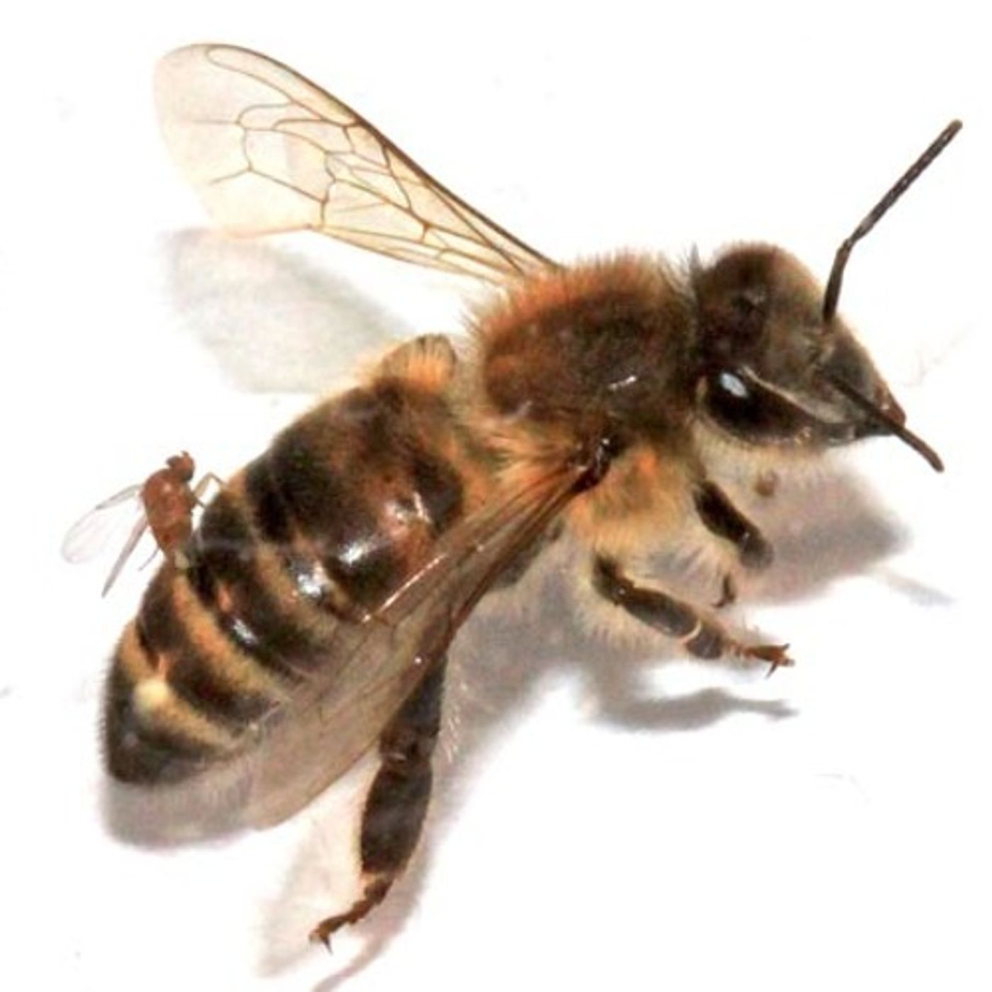 'Zombee' Sequel: Honeybees Victimized in Washington State episode artwork
