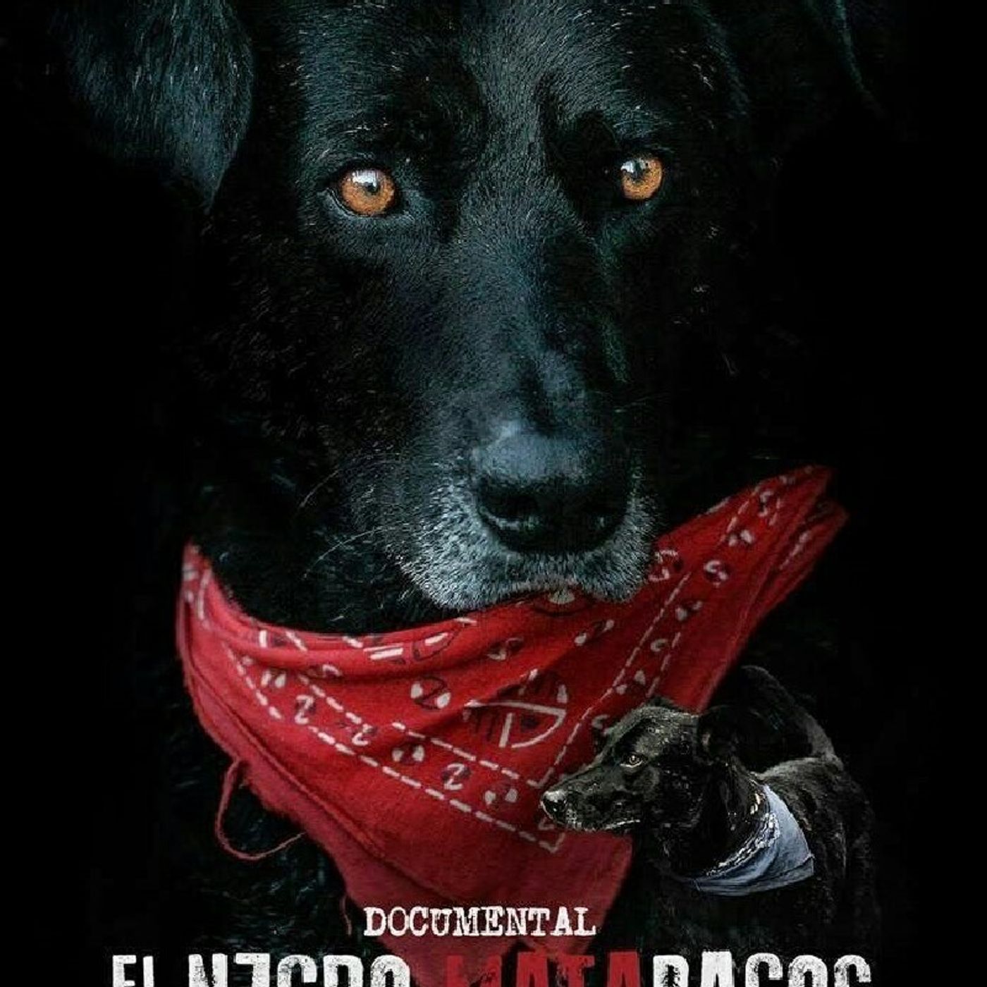 LOS PERROS NOCTURNOS.
