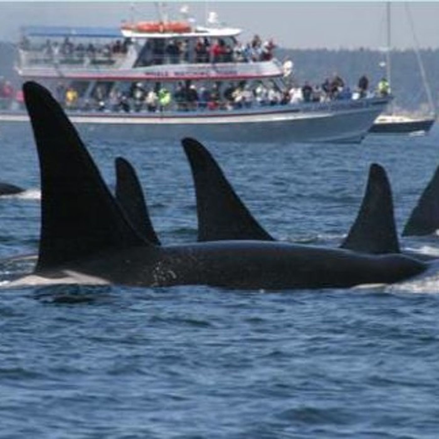 What's Stressing Orcas Out? Think Portion Size episode artwork