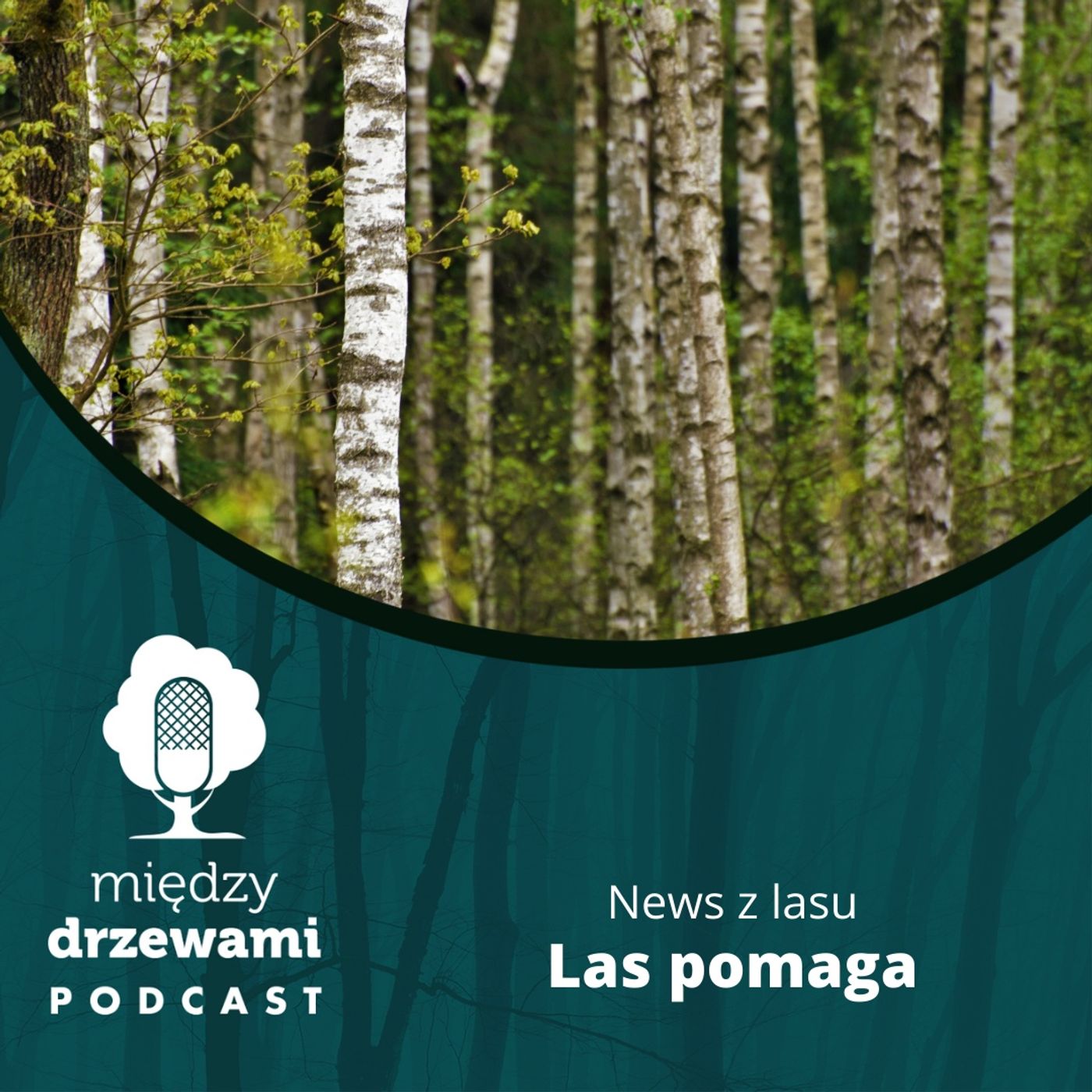 Między Drzewami Podcast