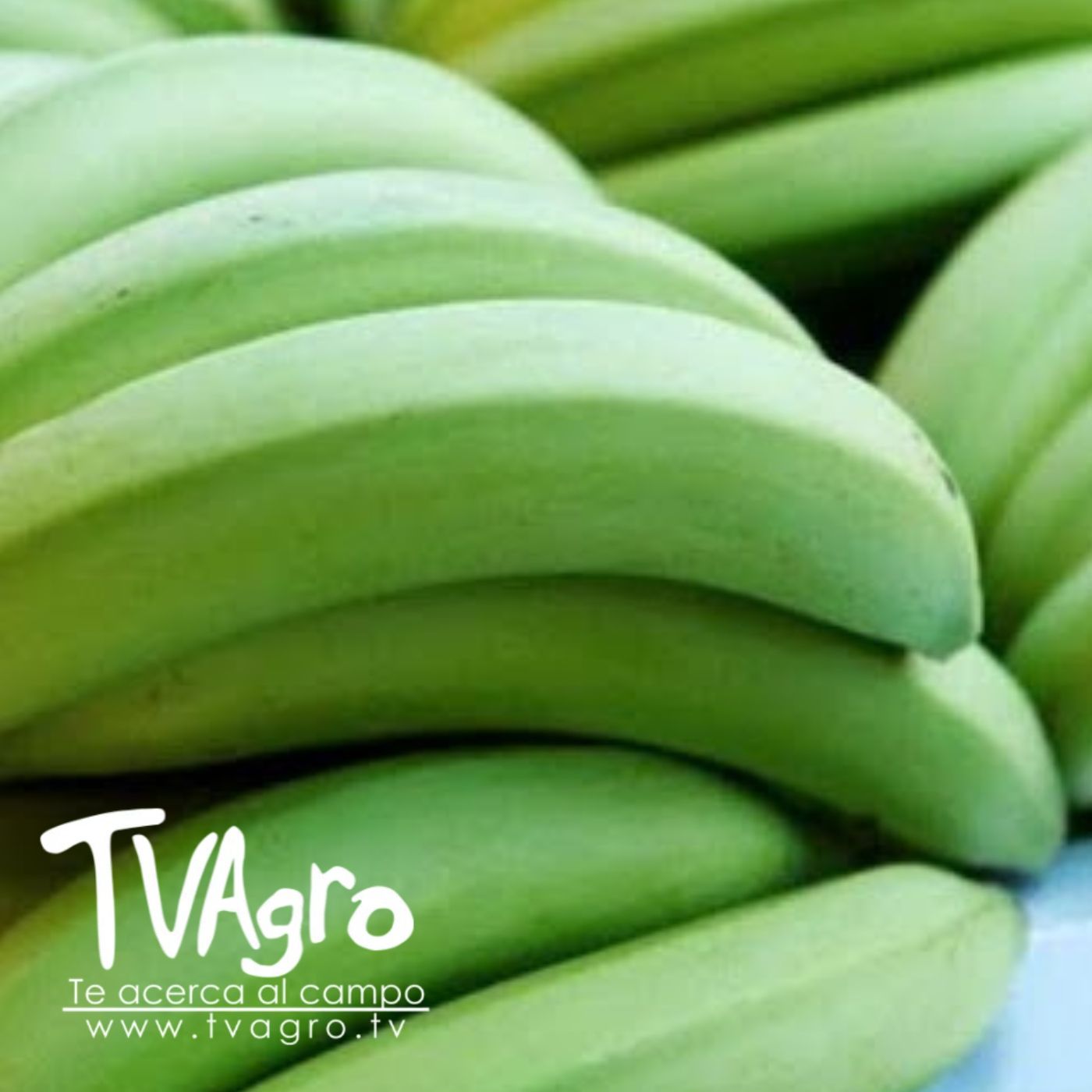 TV AGRO