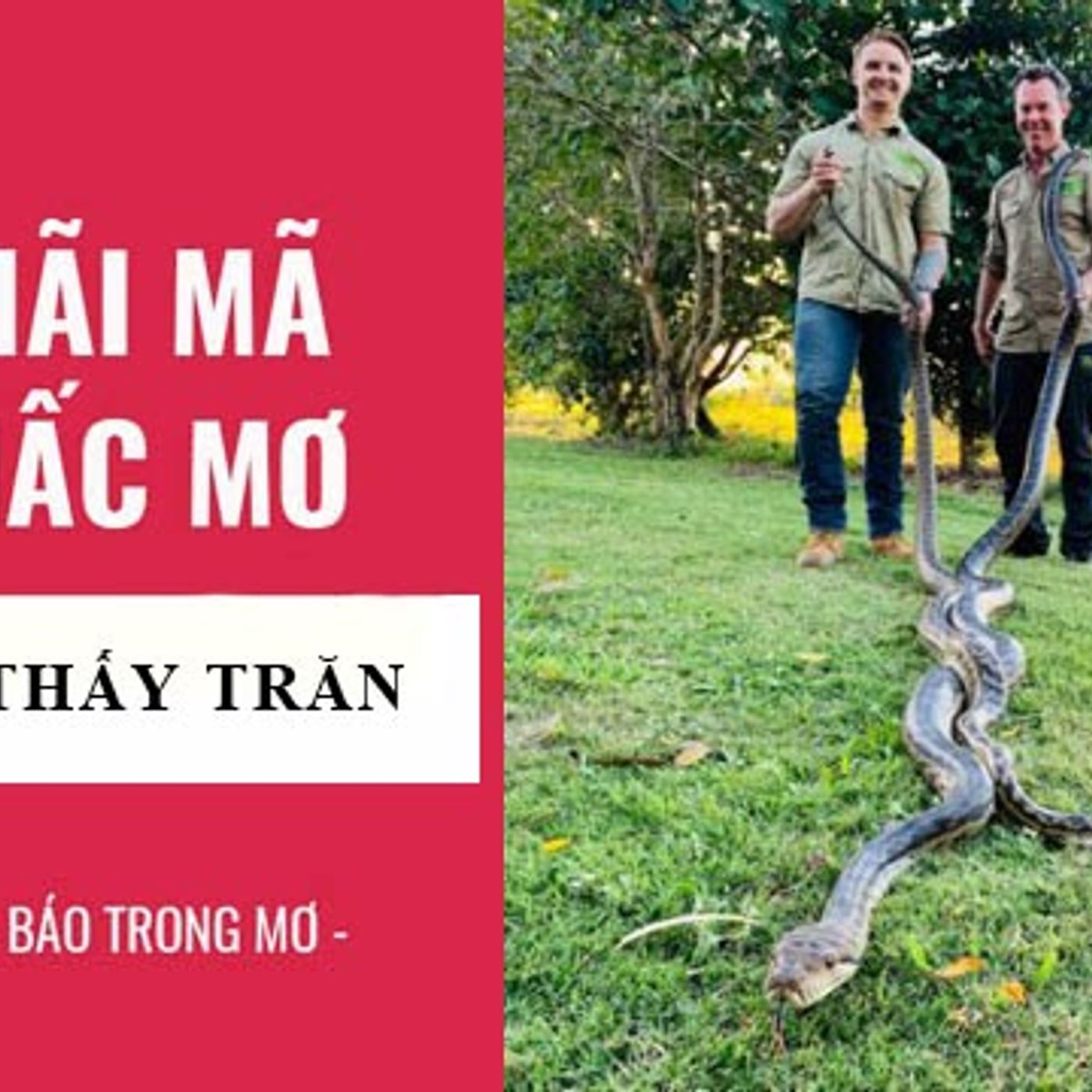 Nằm Mơ Thấy Trăn: Bí Ẩn Đằng Sau Những Giấc Mơ Và Con Số May Mắn episode artwork
