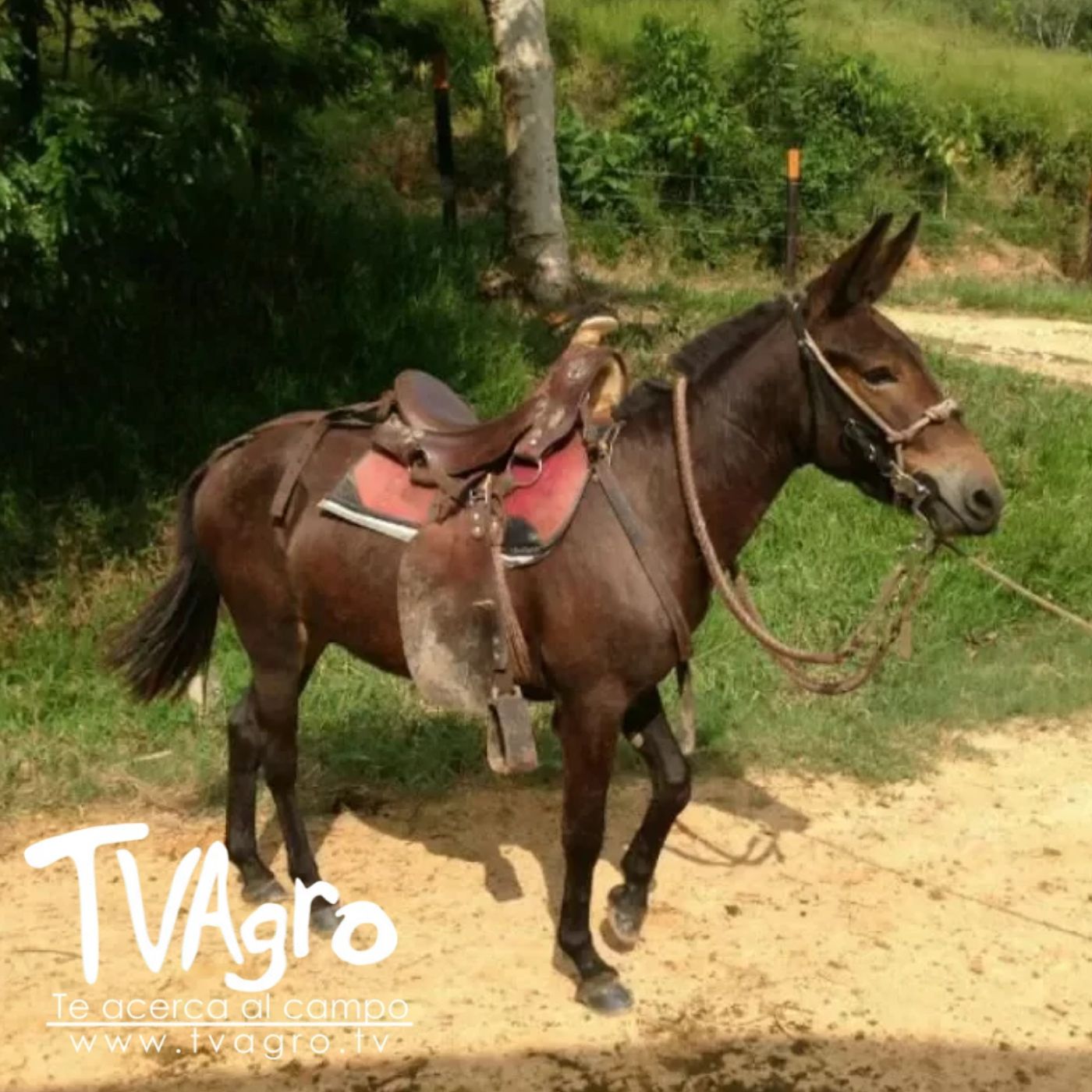 TV AGRO