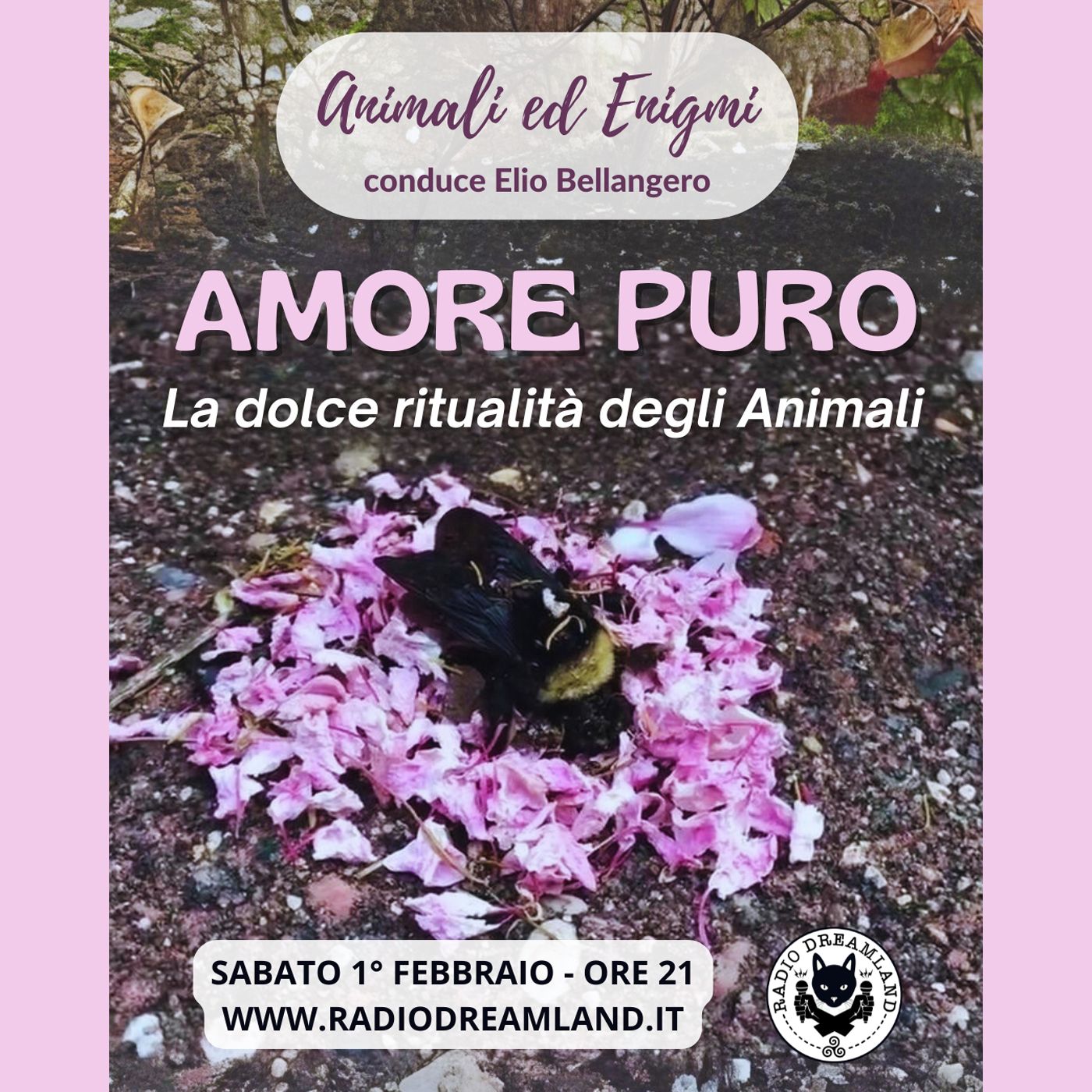 Amore Puro episode artwork