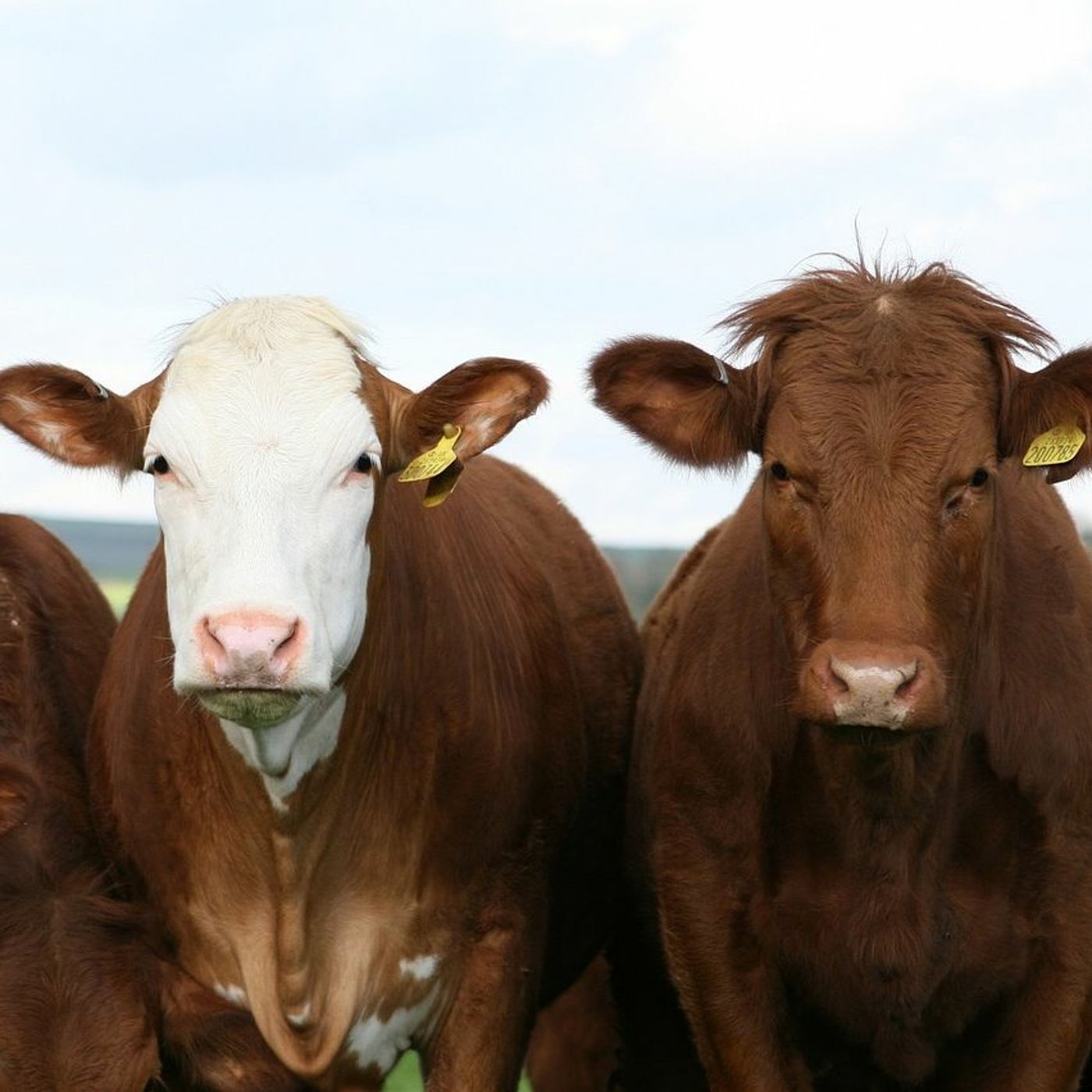 e Are Beef: Calgary set to host Canadian Beef Industry Conference episode artwork
