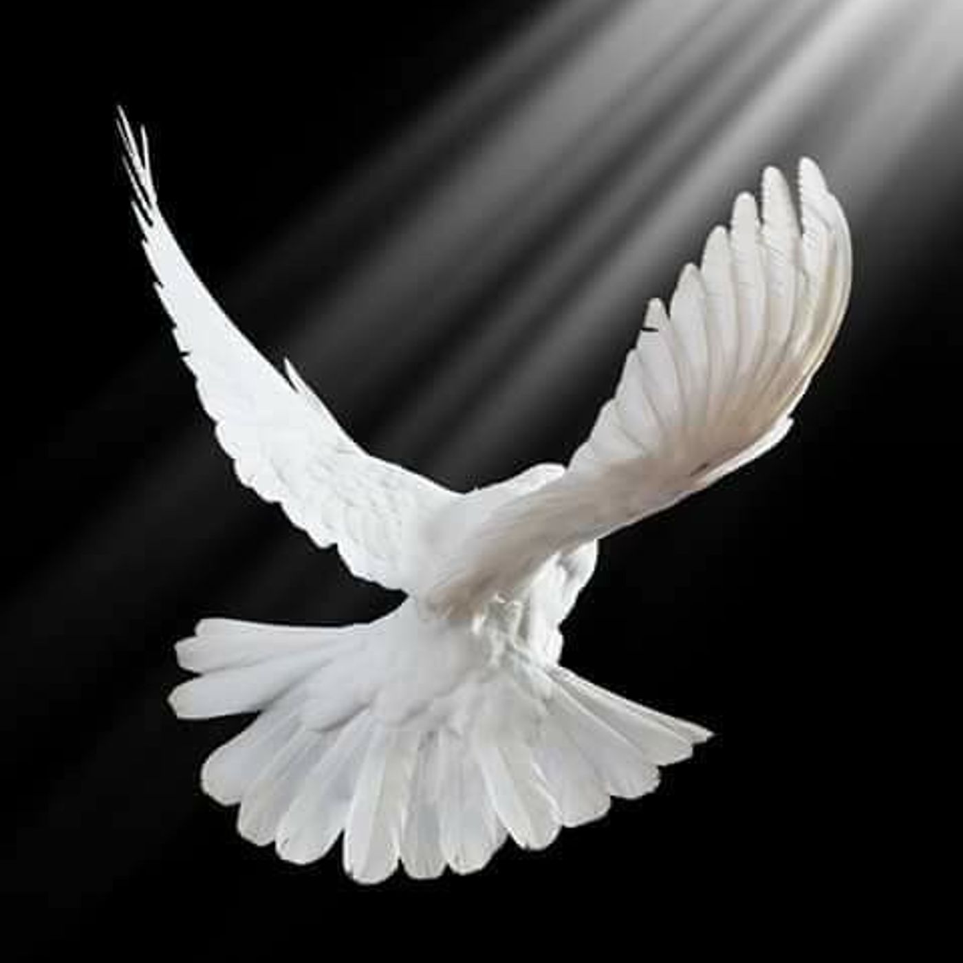 ♪♫Golden Love Dove♫♪