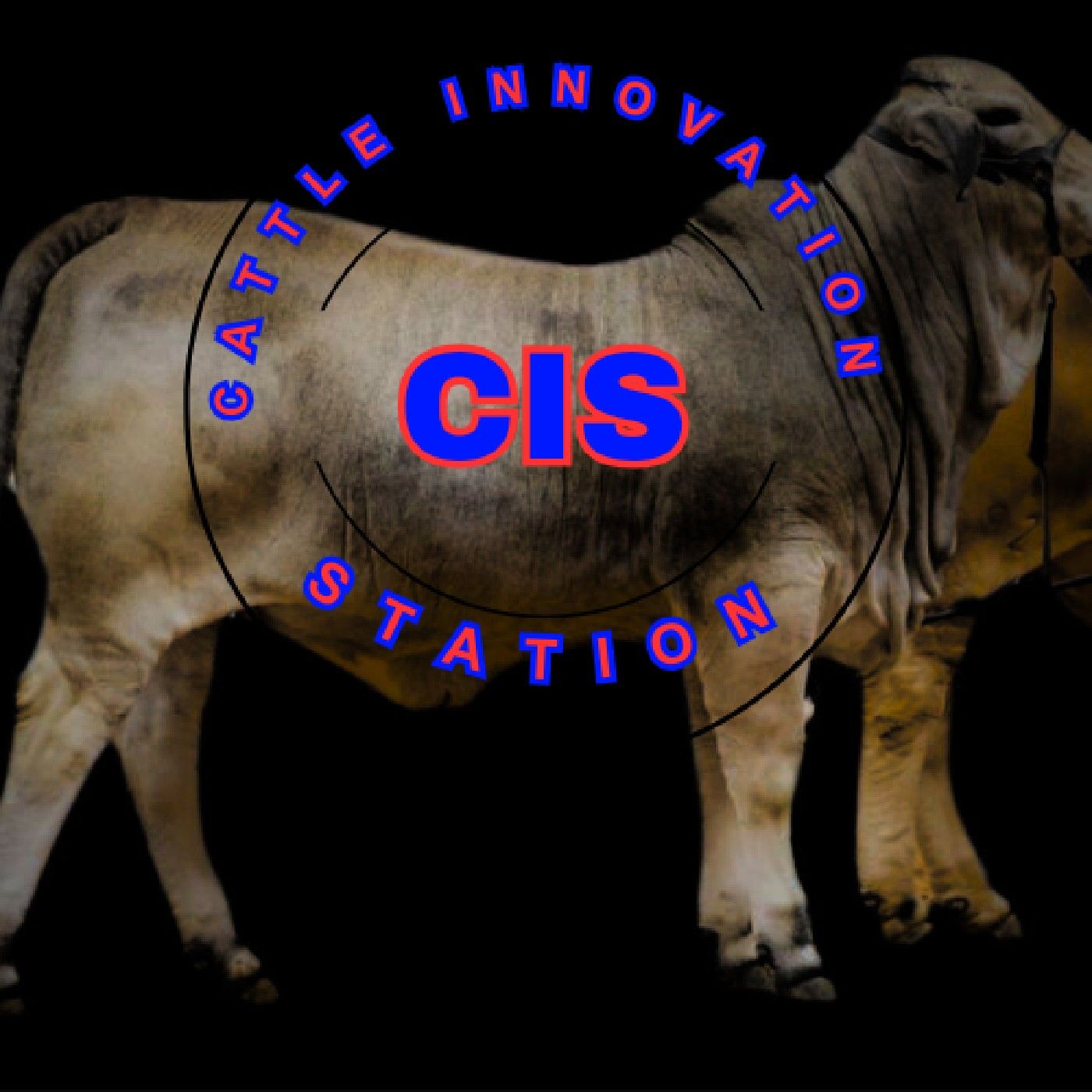 Cattle Innovation Station