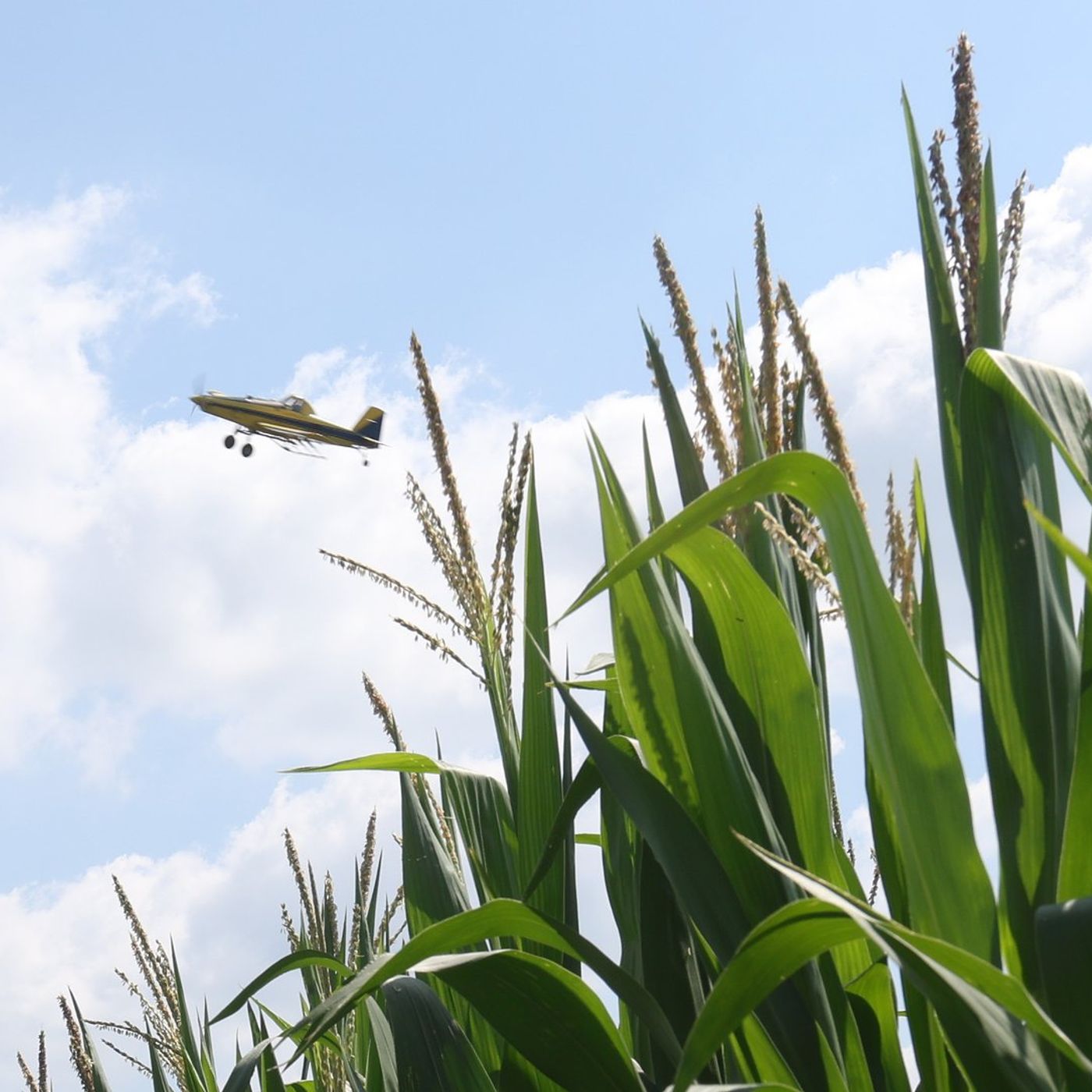 La Salle County crop report: July 13-19 episode artwork