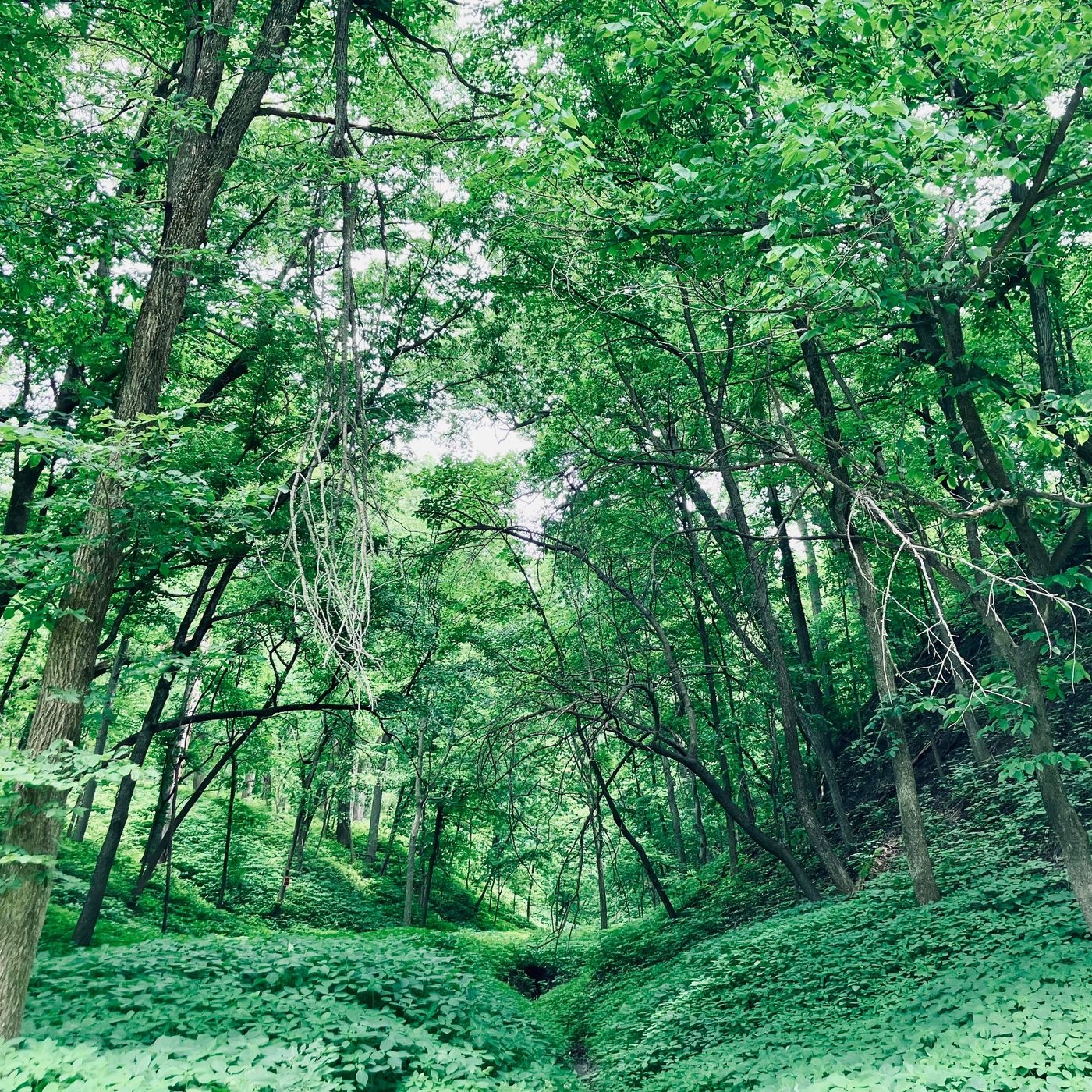 Tyler Irvine on Rekindling our Connection to Nature