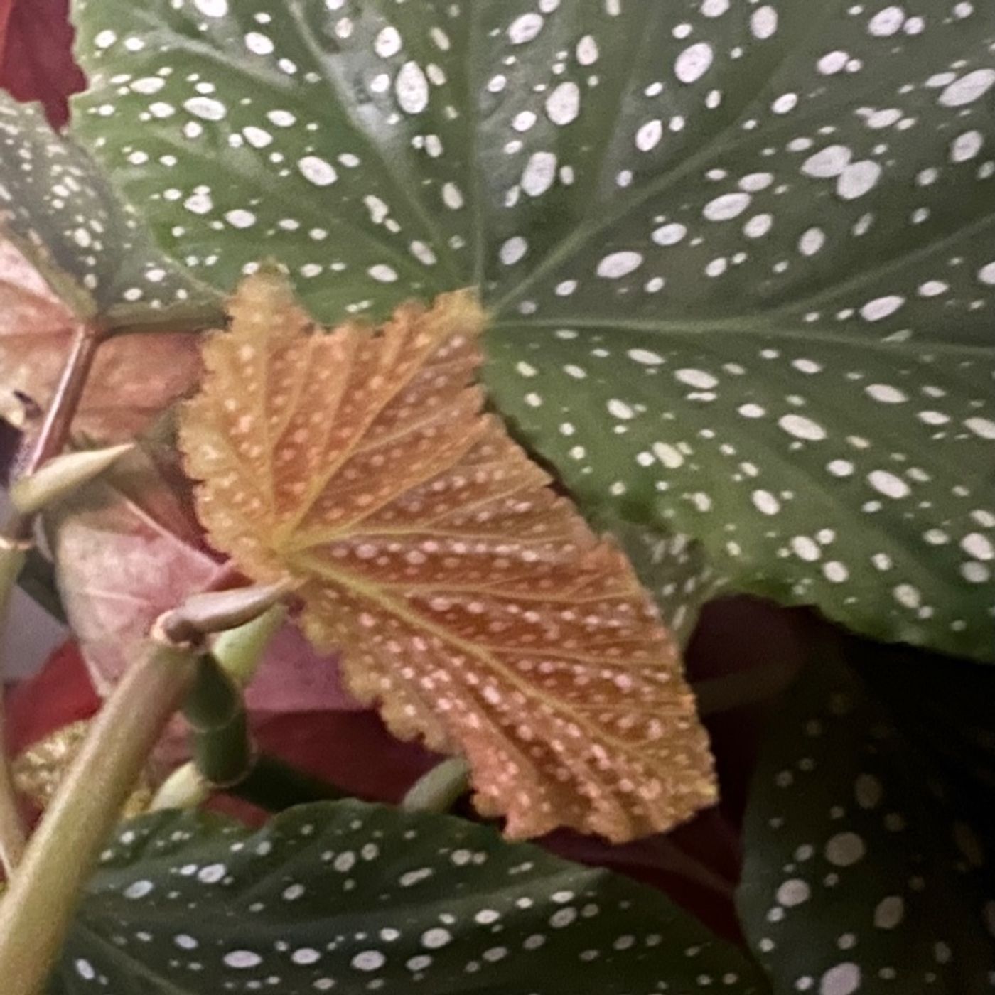 Episode 218 - Propagating plants for fundraisers :)