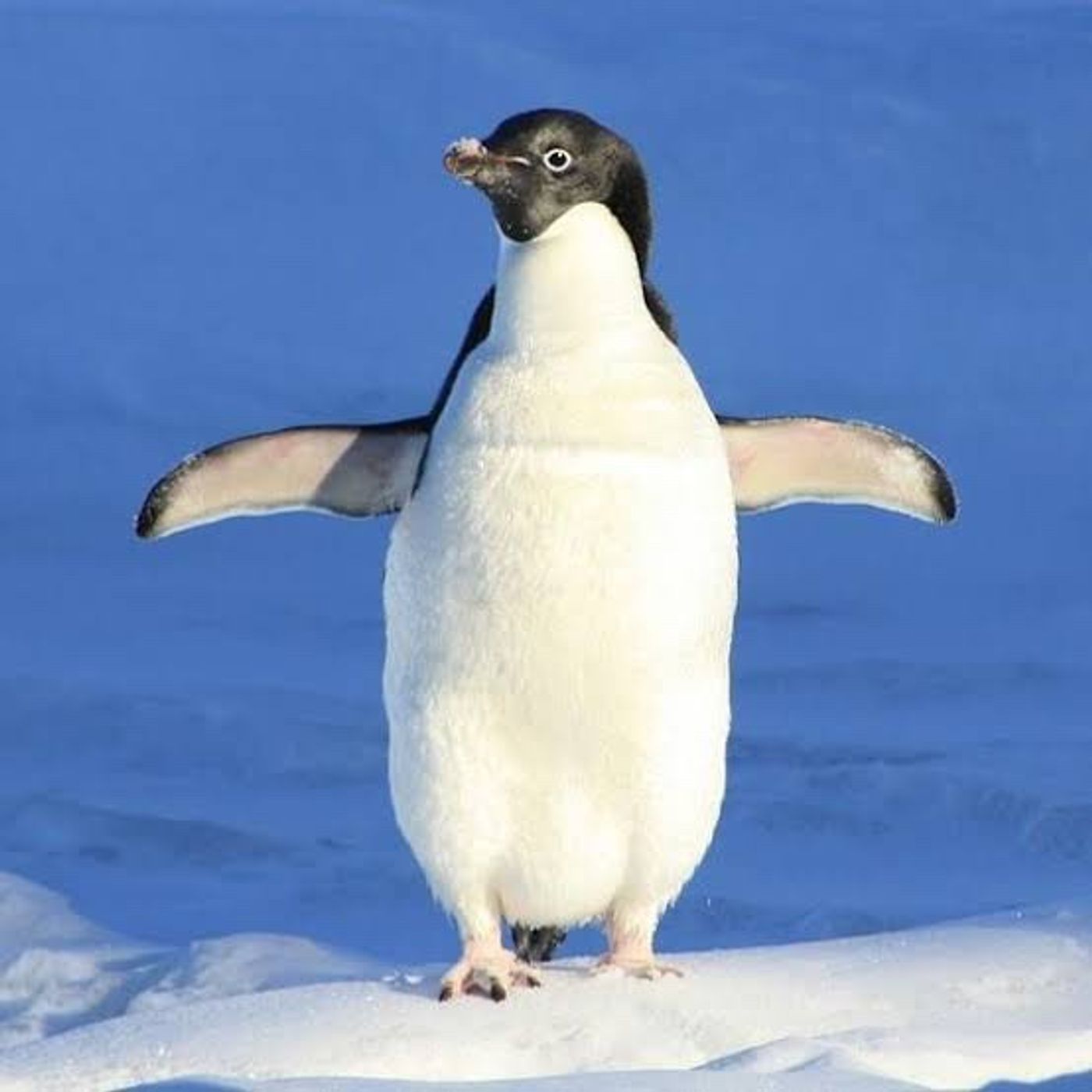 El PINGÜINO 🐧 de ojos Amarillos  Conócelo!!!