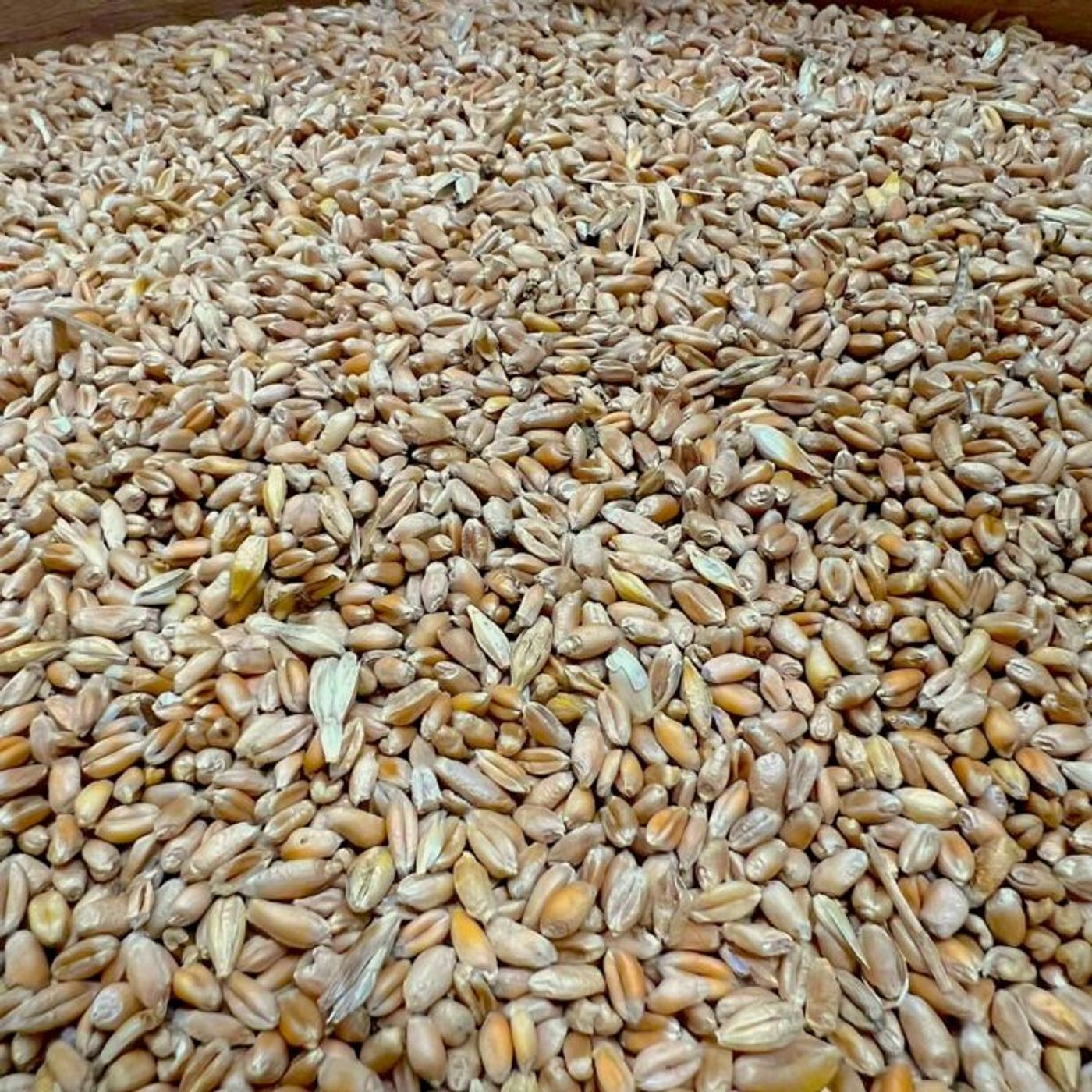 Cereali Resilienti.