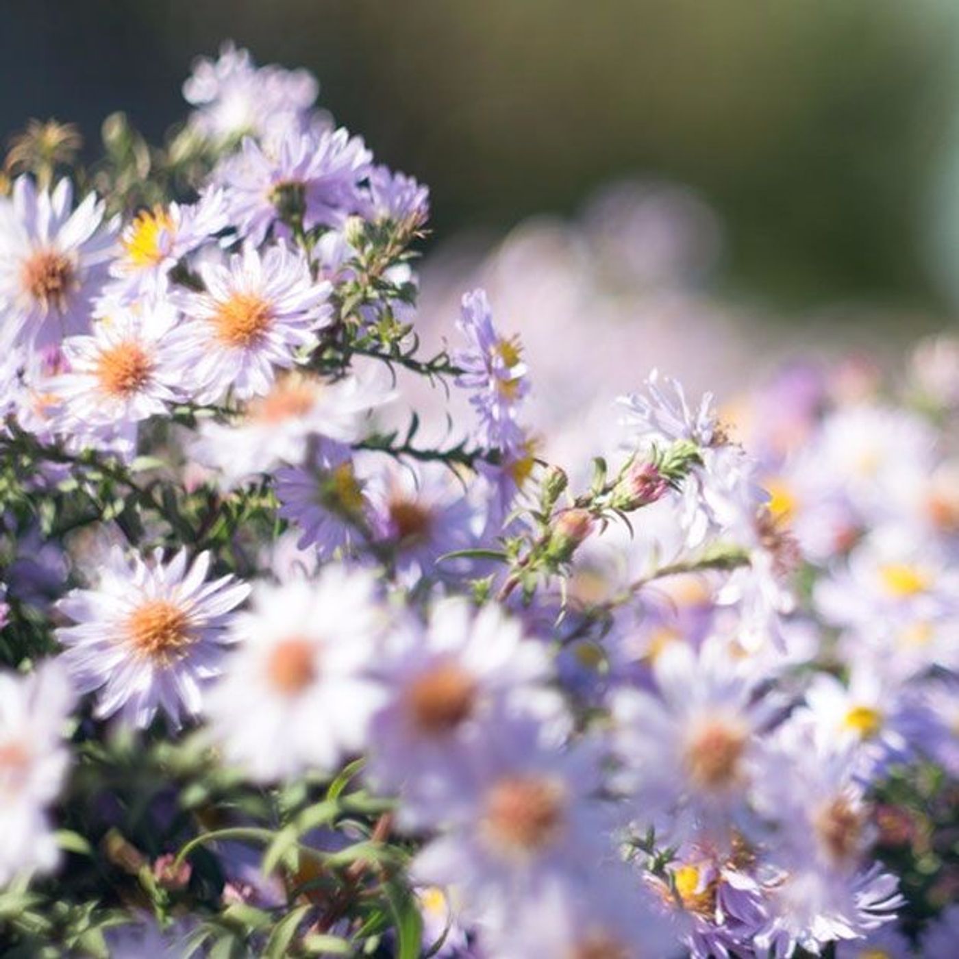 Limpieza De Primavera