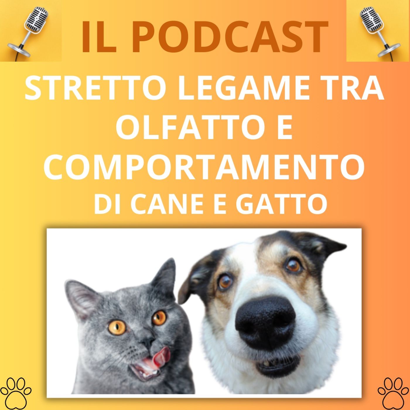 Cane&gatto: le domande più frequenti