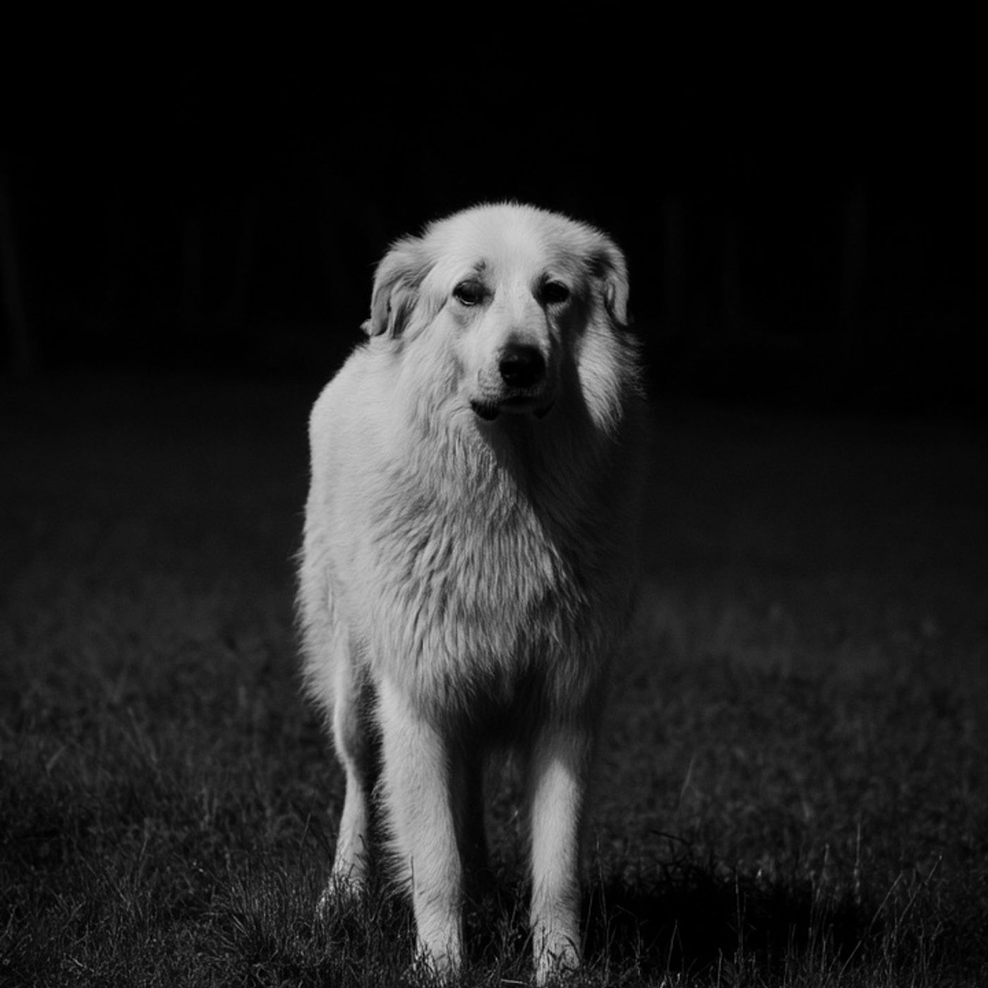 PERRO NAHUAL Del La RANCHERÍA Historias De Terror - REDE