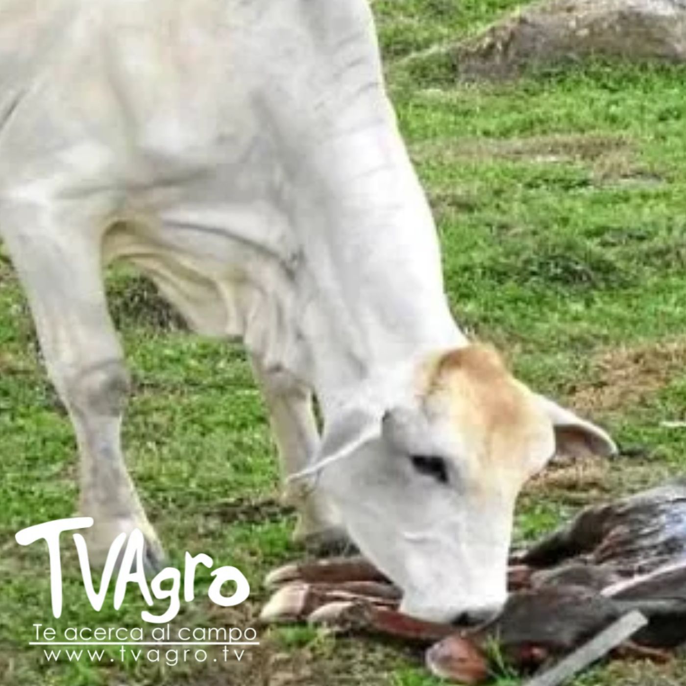 TV AGRO