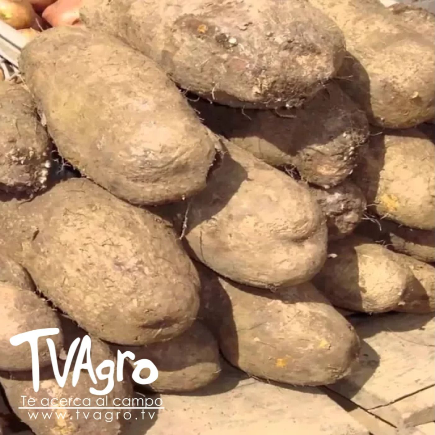 TV AGRO