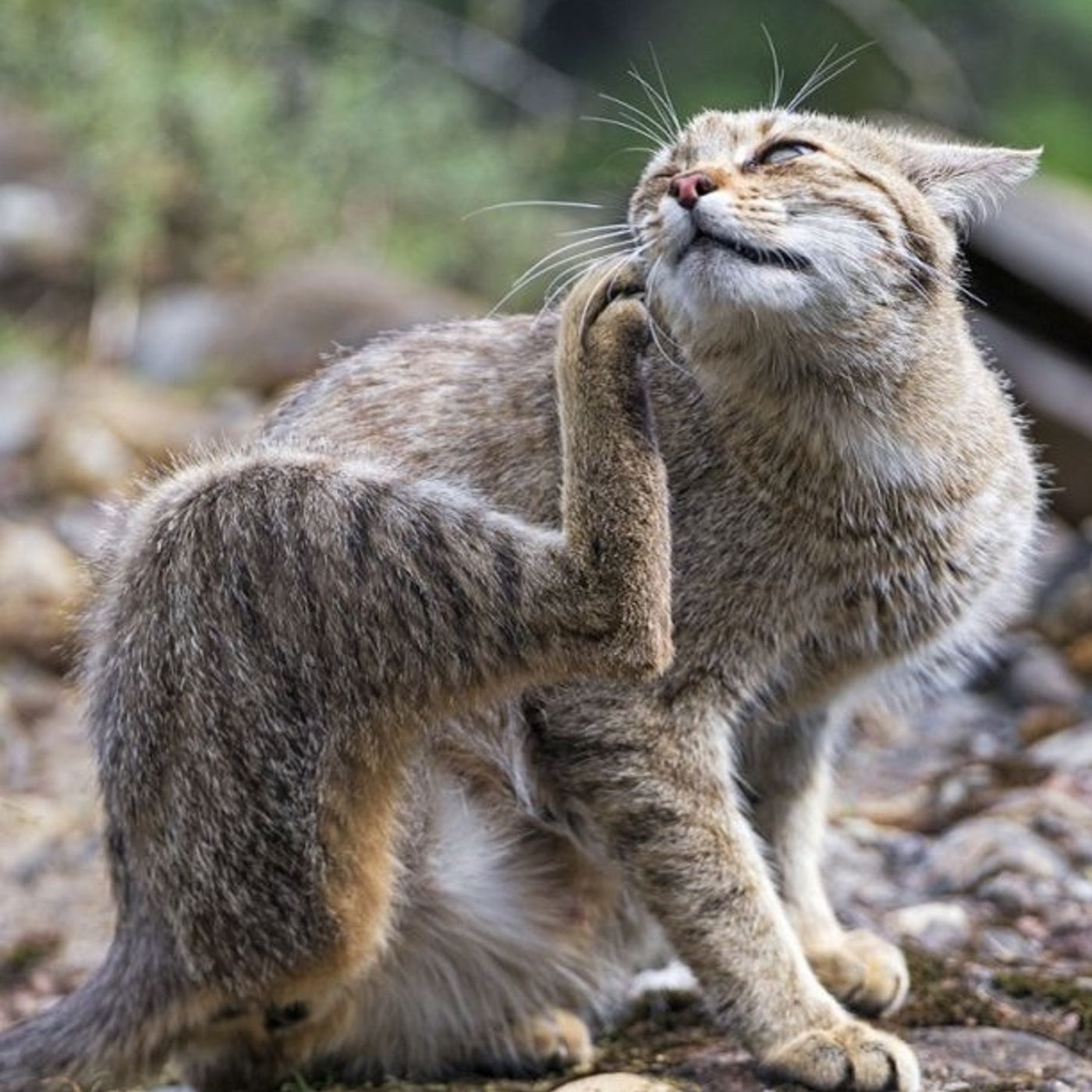 Via con i Gatti!