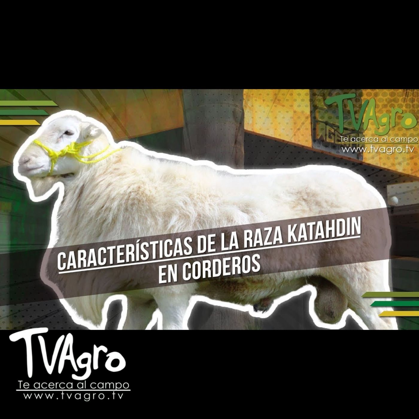 TV AGRO
