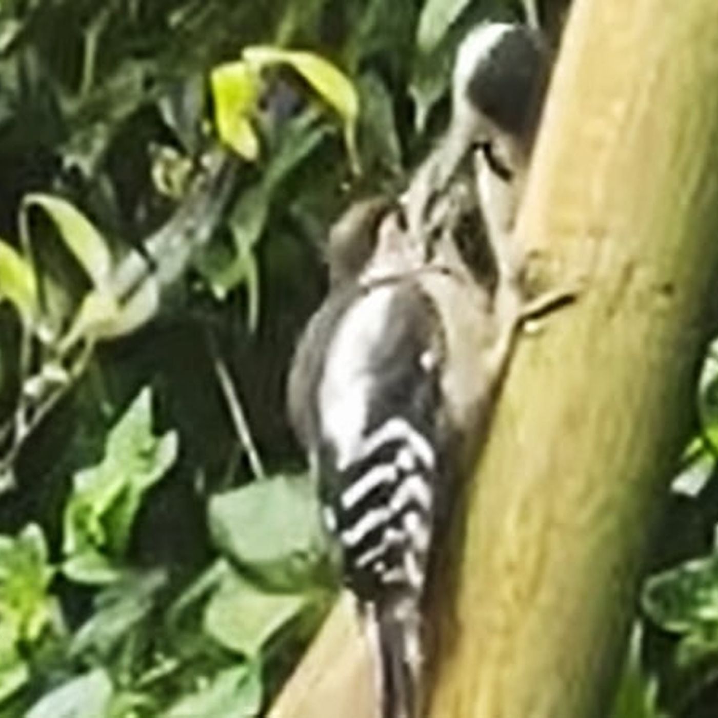 Adult Woodpecker Feeding Young episode artwork