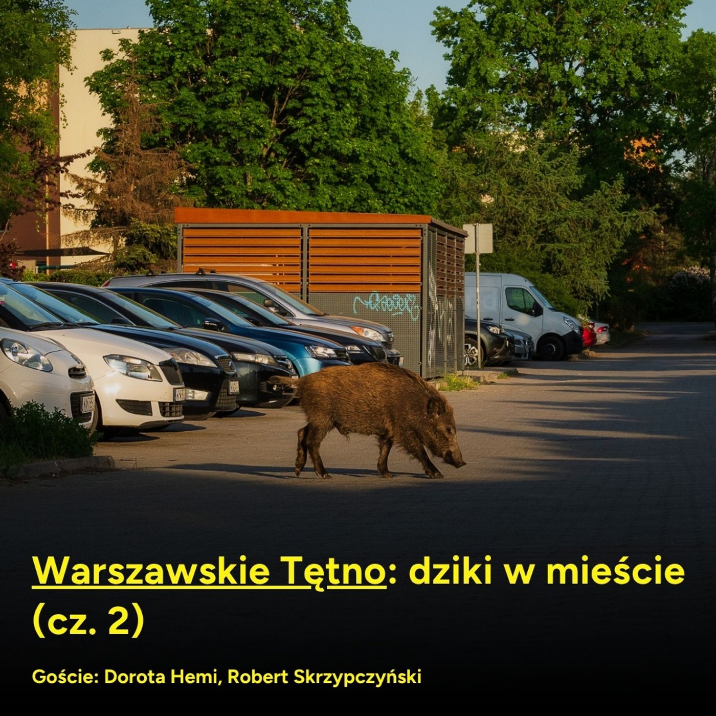 Warszawskie Tętno: dziki w mieście (cz. 2) episode artwork
