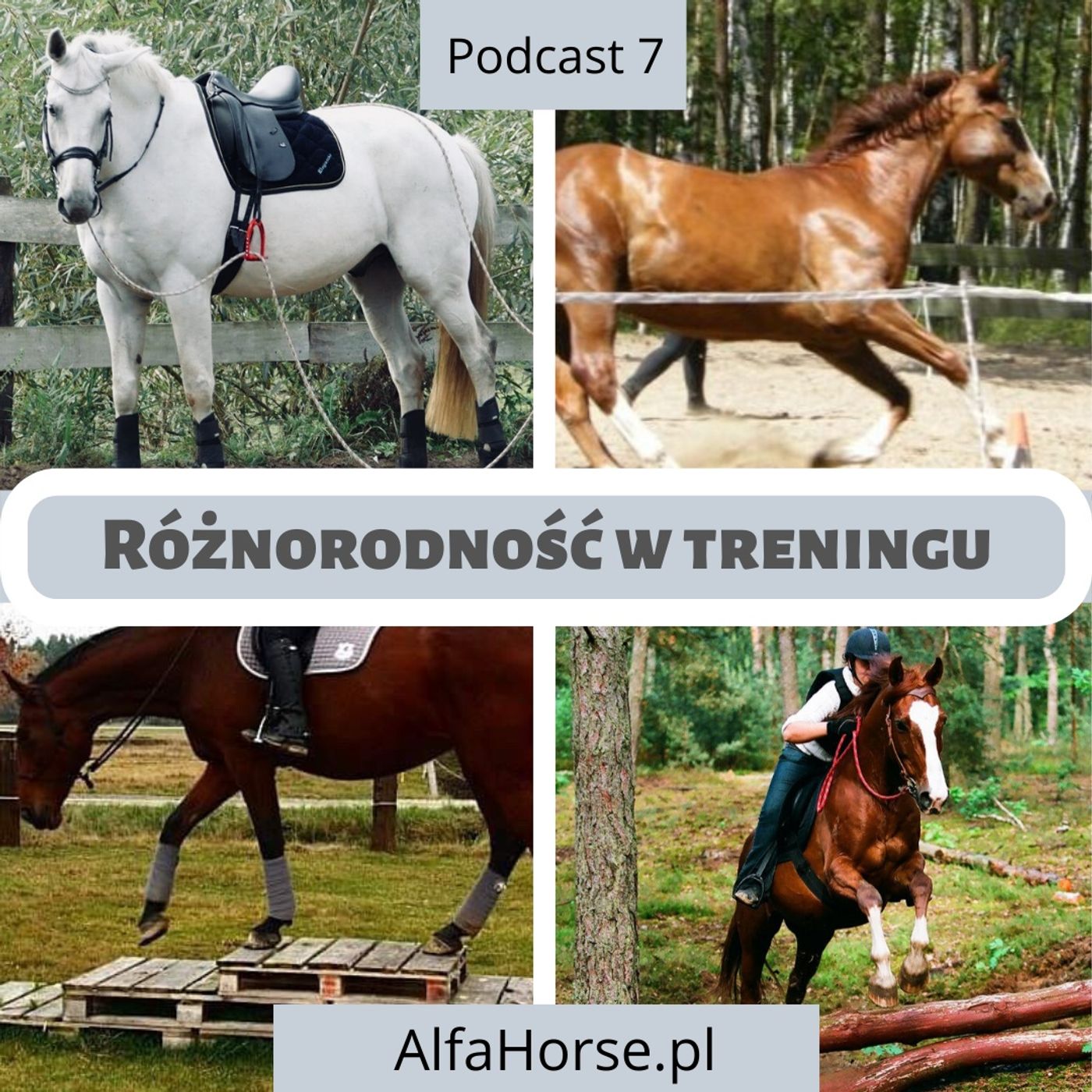 Podcast 7: Różnorodność w treningu koni episode artwork