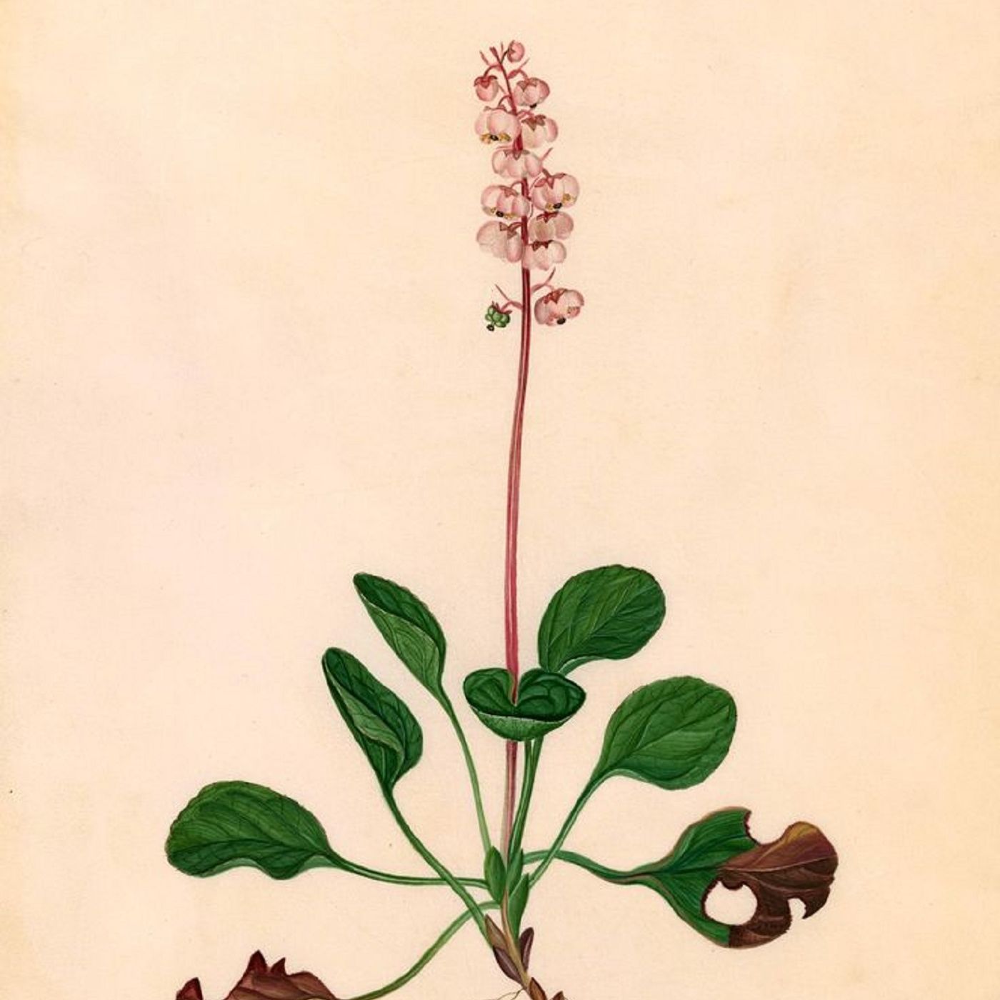 Show 251: Sandcherry, Arrow Bamboo and Wintergreen