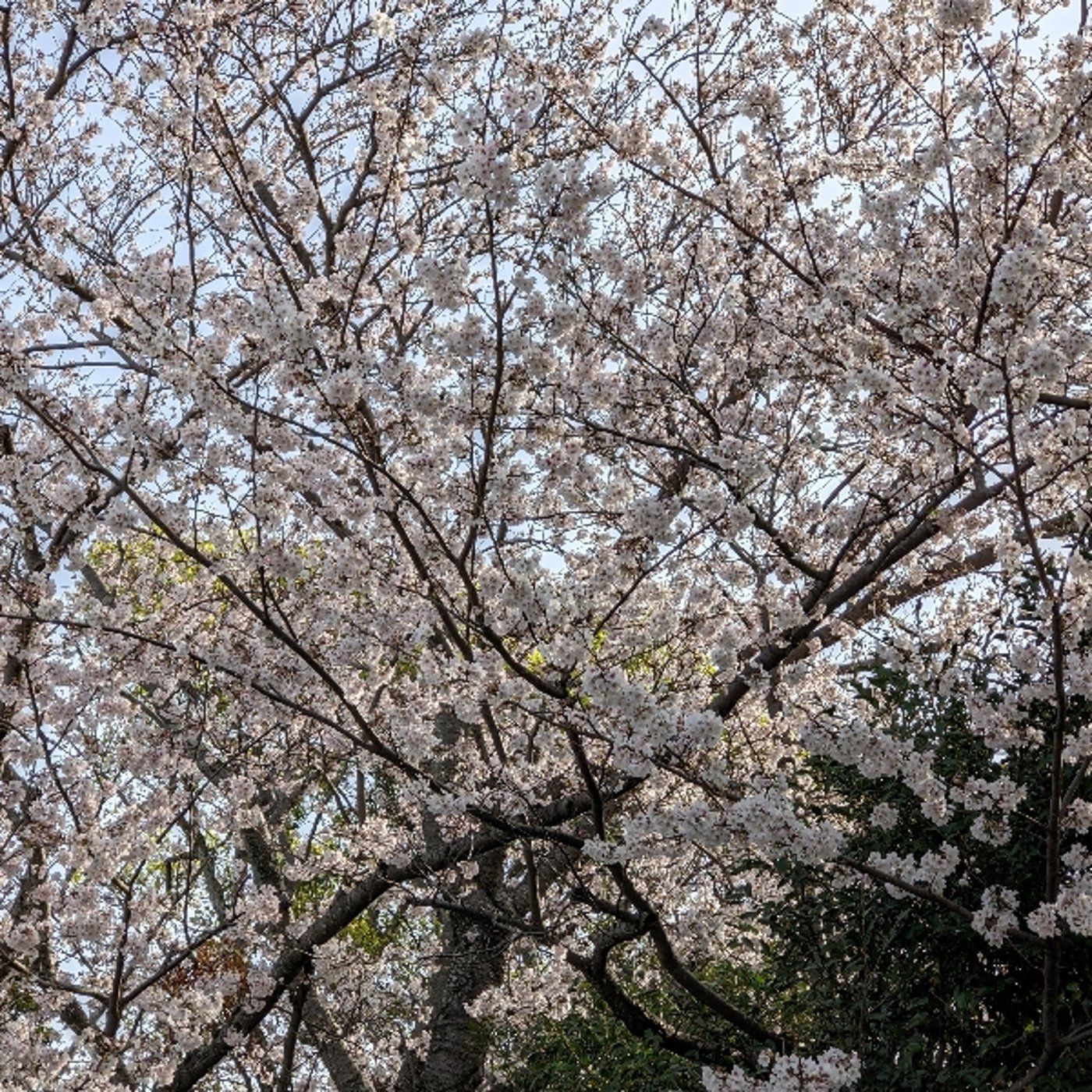 【旬のネタ】入学式、あるいはこの時期の職場コミュニケーションのポイント🧐 episode artwork