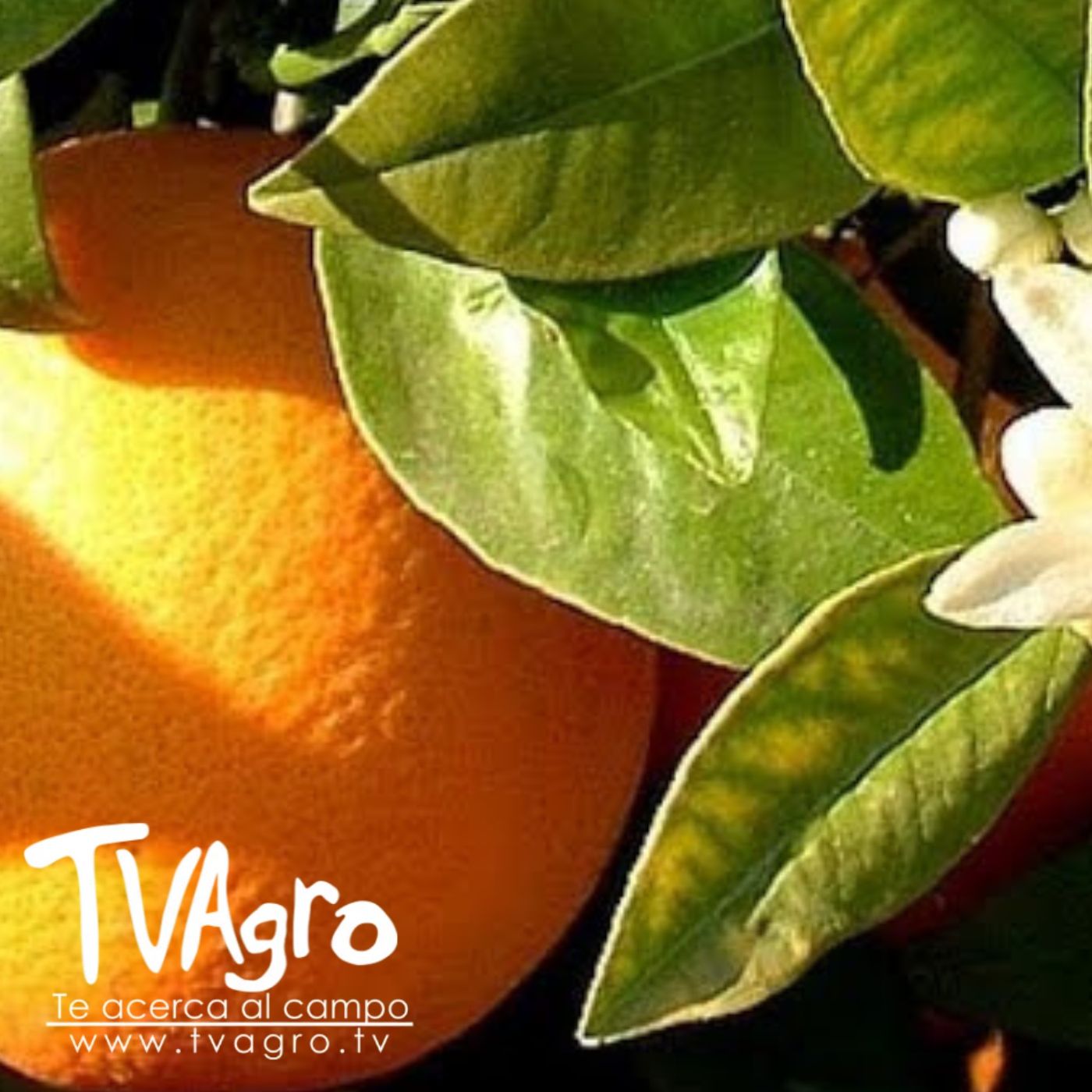 TV AGRO