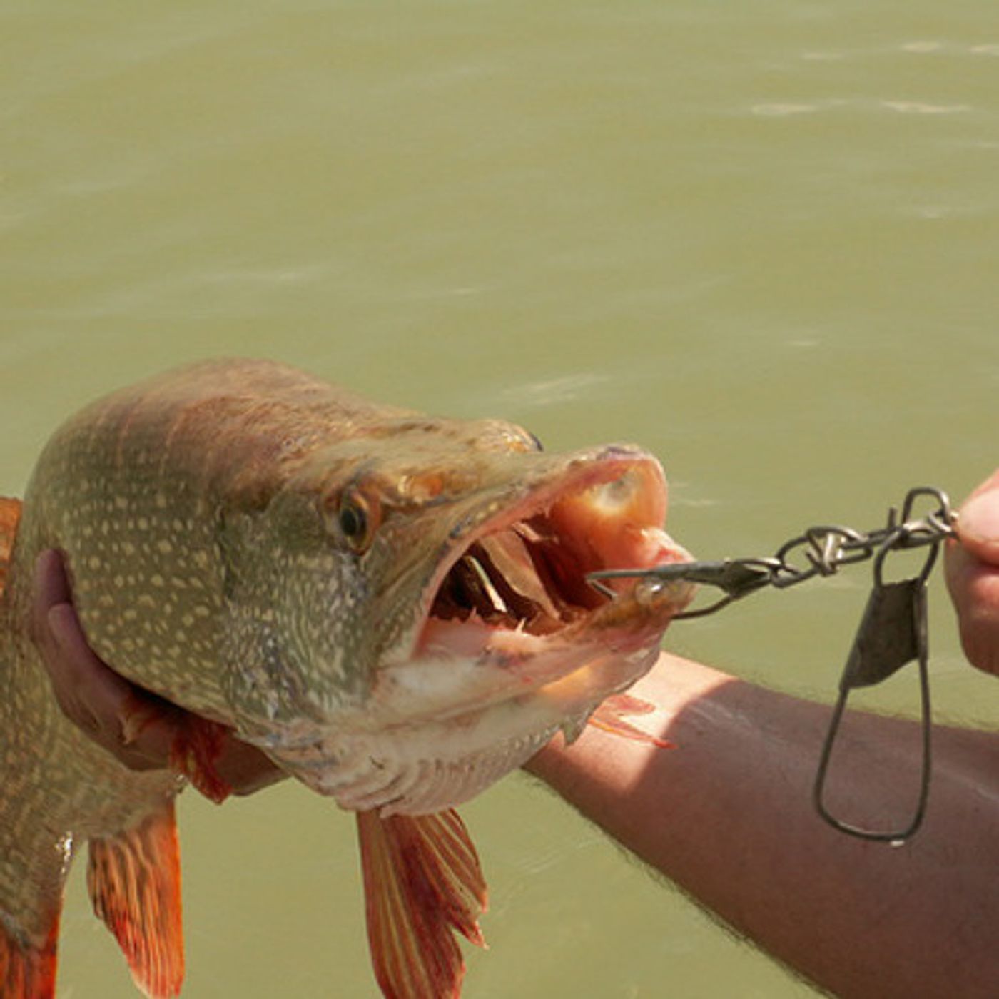 Reeling in the Northern Pike Population episode artwork