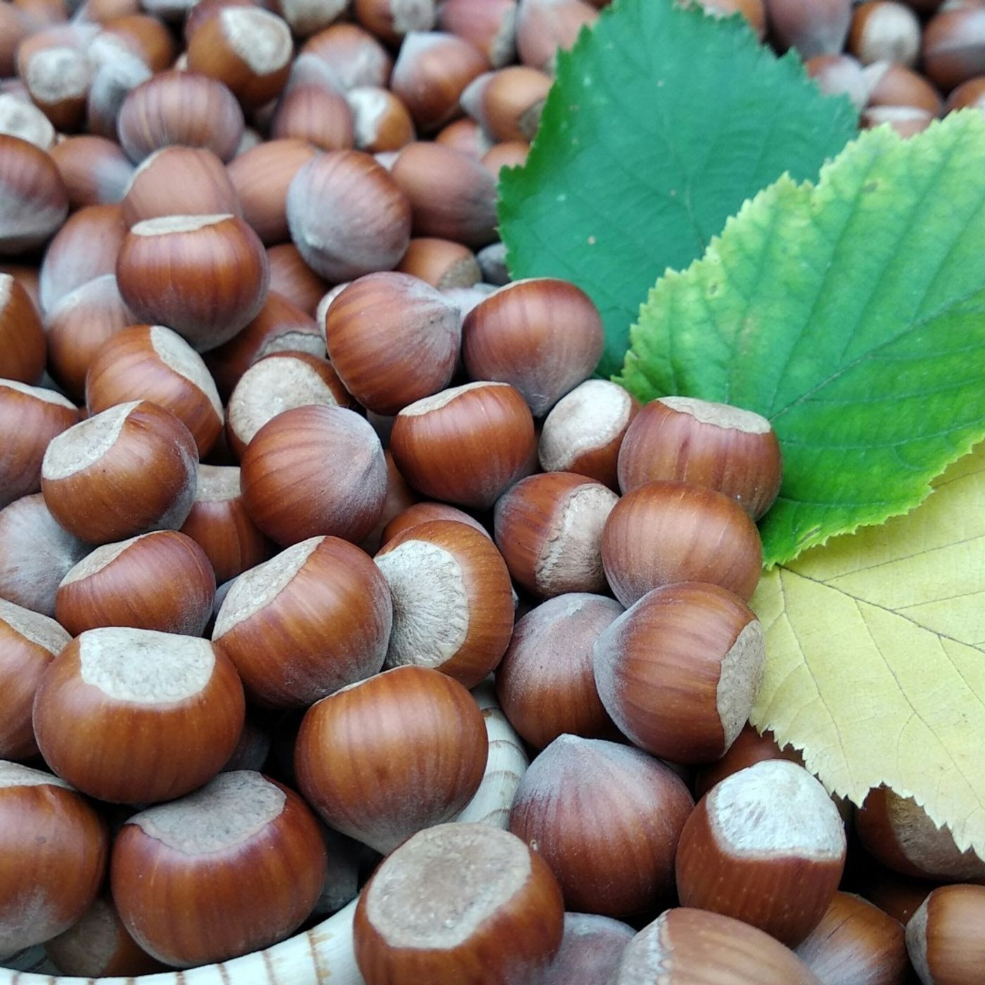 Gianduiotto di élite? Parola al maestro cioccolatiere Guido Castagna