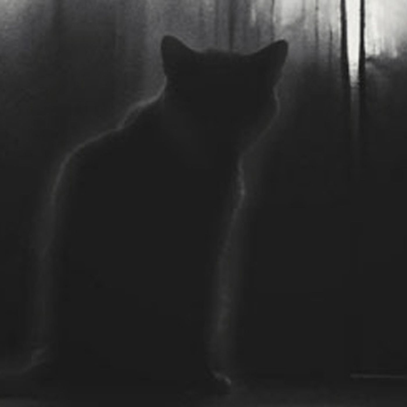 El Gato Aterrador De Mi Casa Historias De Terror - REDE