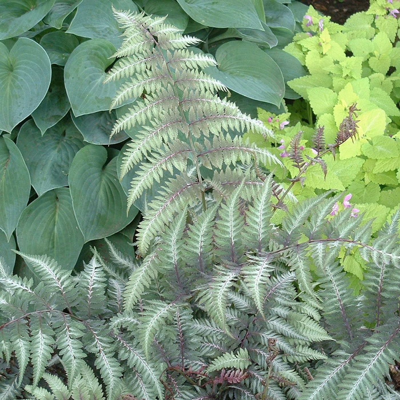 Upcoming Amboy events include Saturday plant sale, 2-day Junk in the Trunk episode artwork