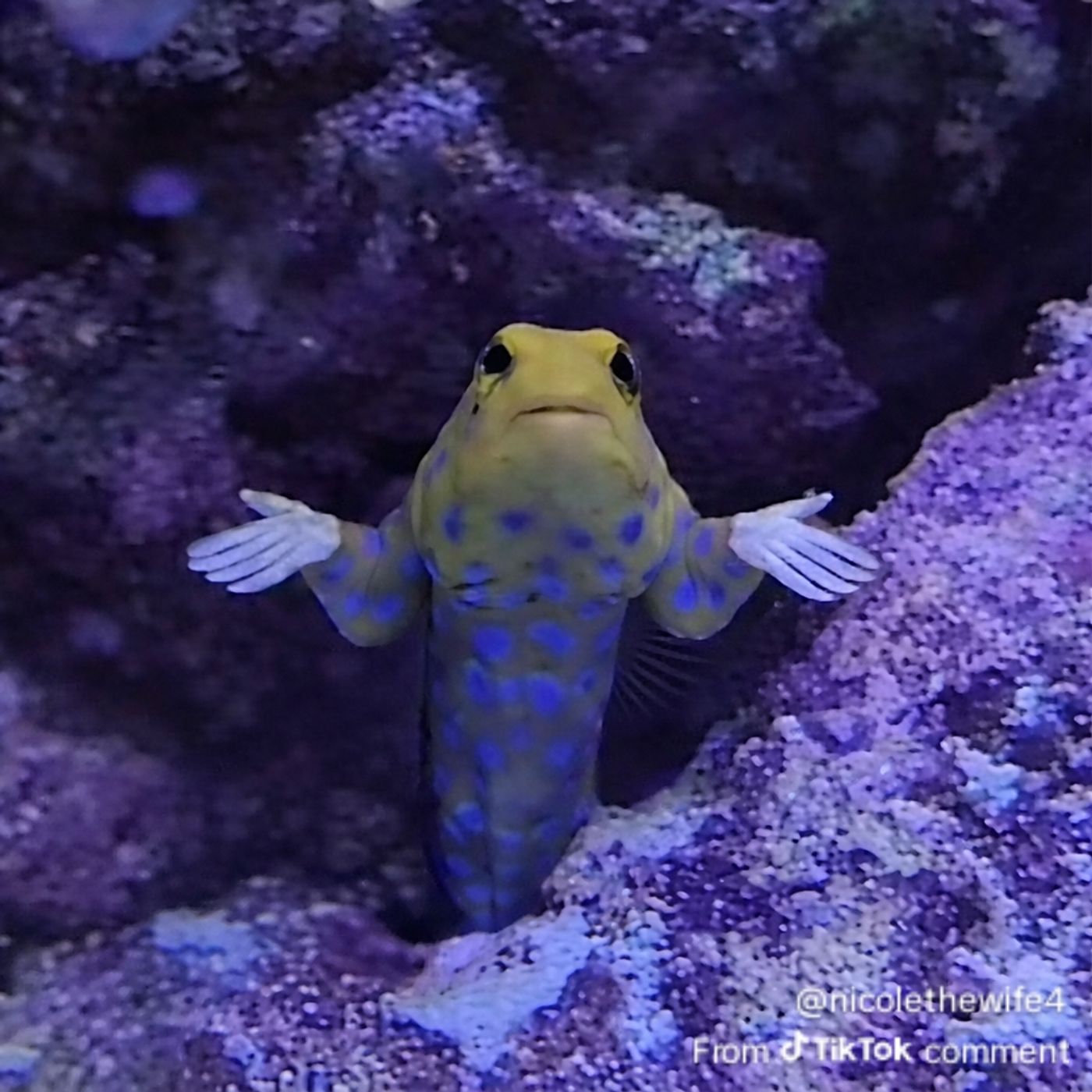 Your Podcast cover art