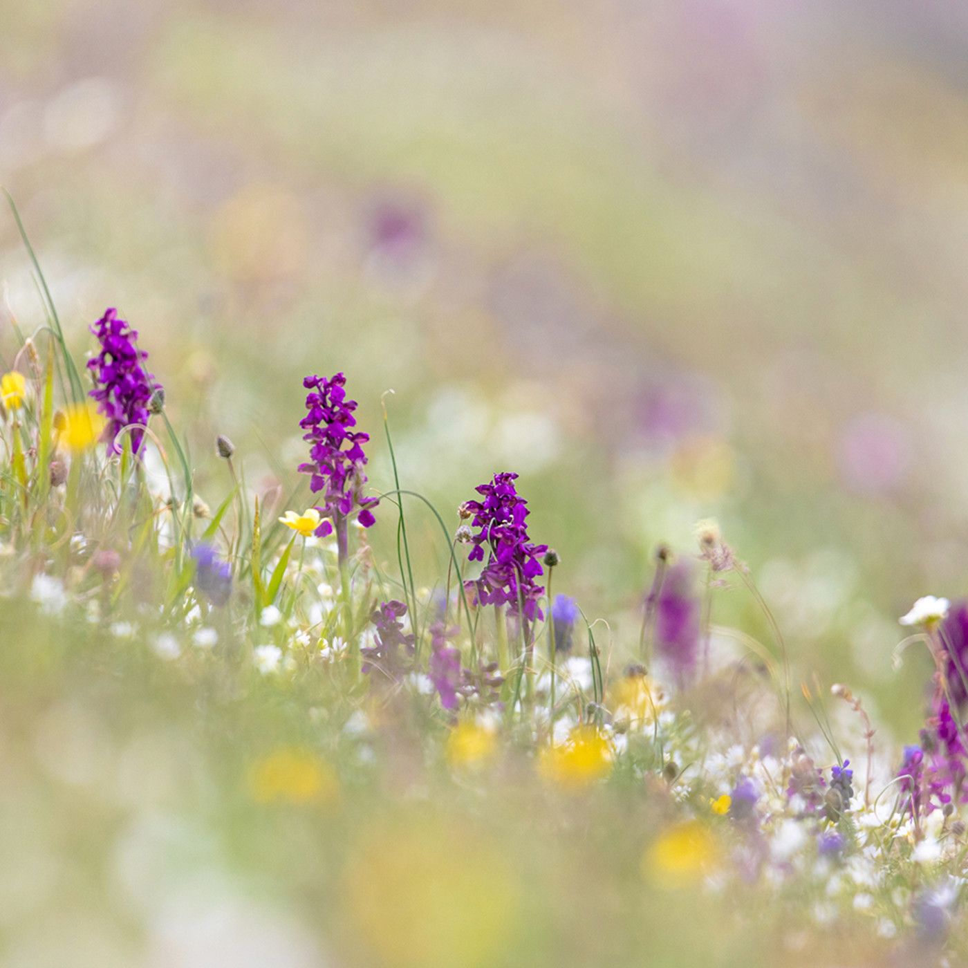 Mauro Barbacci PODCAST