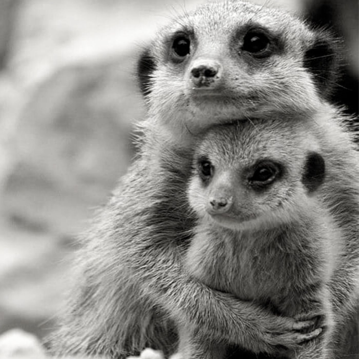 Impronta Animale