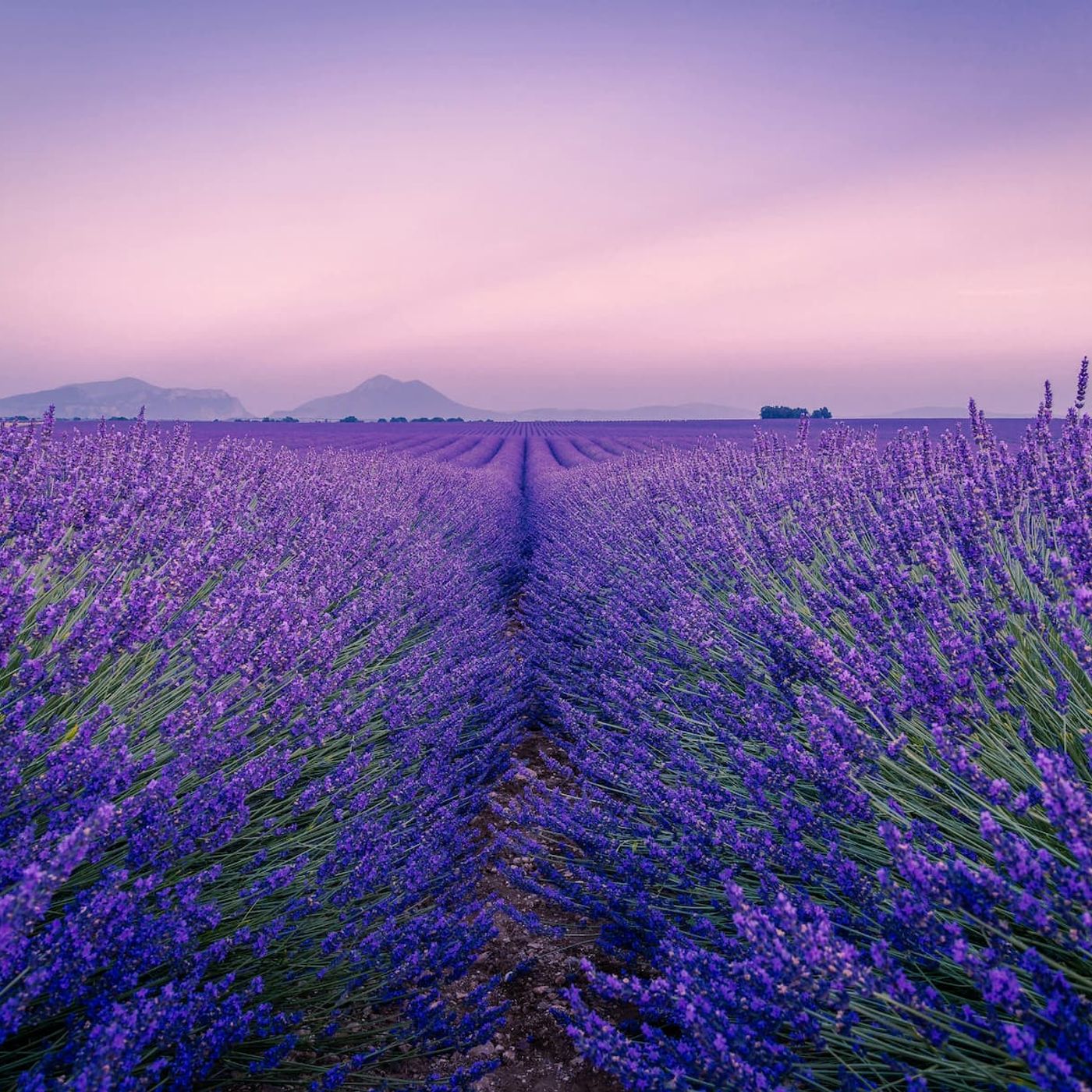 I borghi piemontesi dove la lavanda dipinge il paesaggio di viola episode artwork