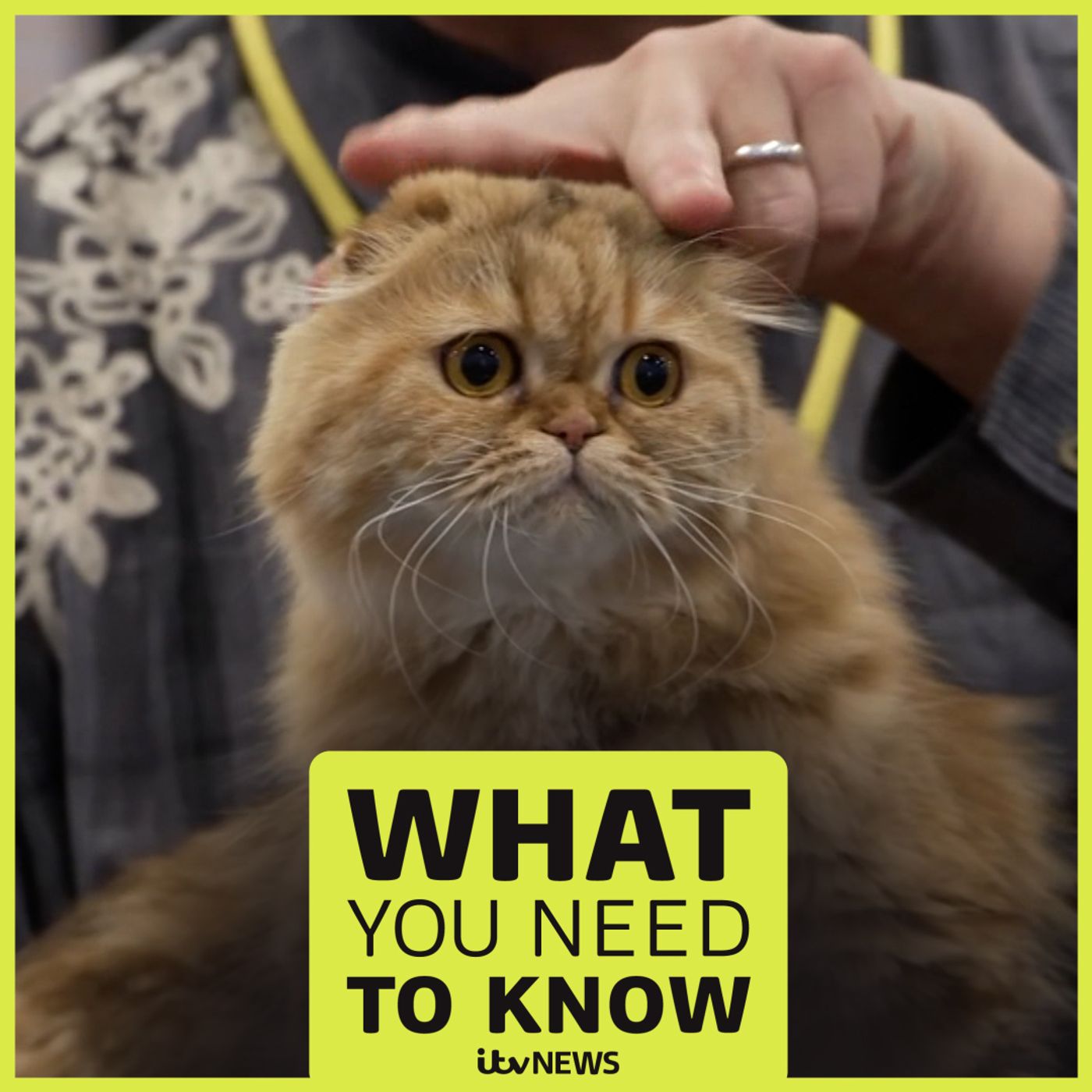 Claws out: the cat shows spat that's costing customers