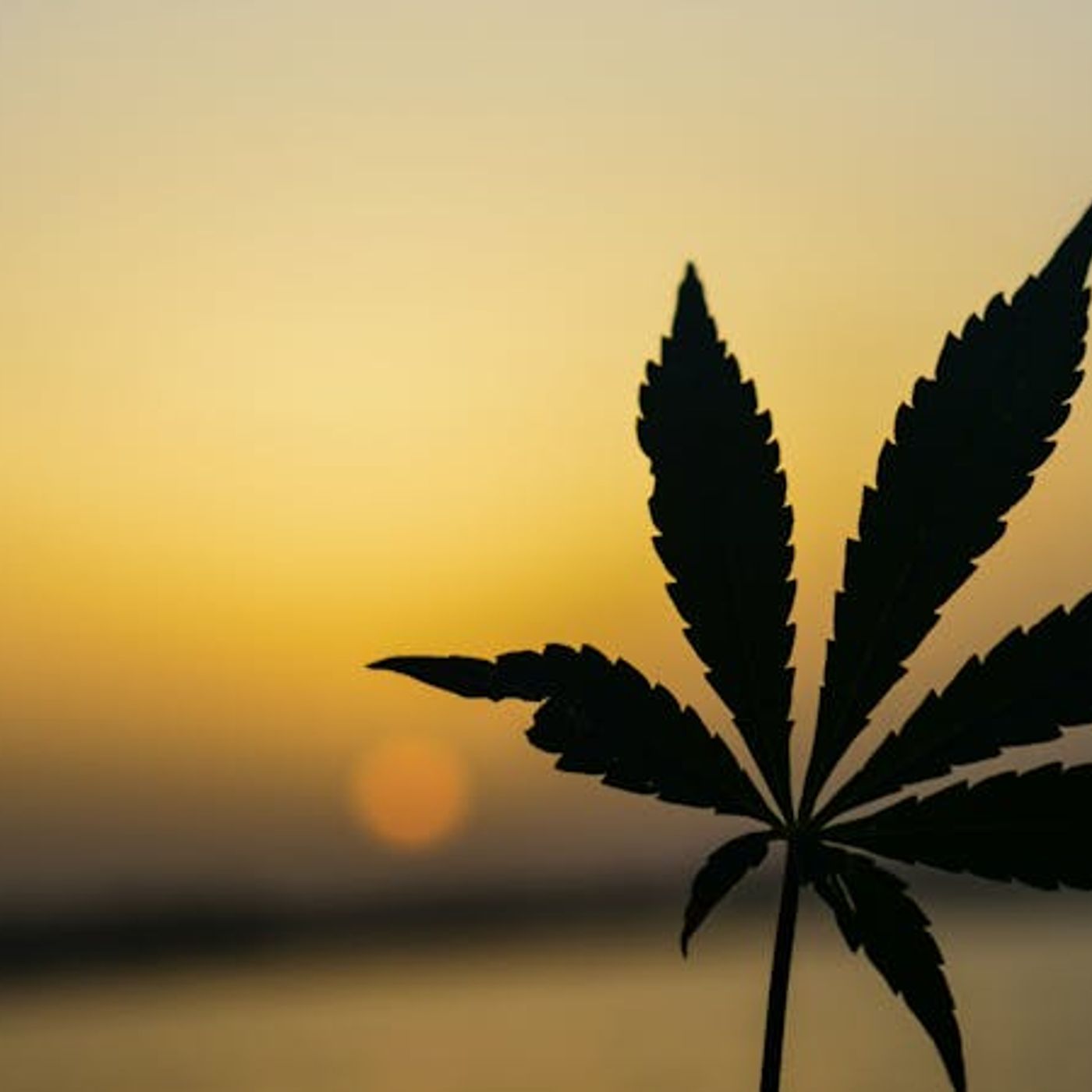 ‘Nothing Is to Be Rejected’ — Including Pot?