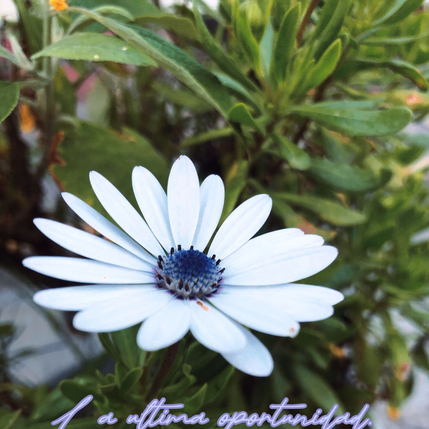 La última oportunidad.