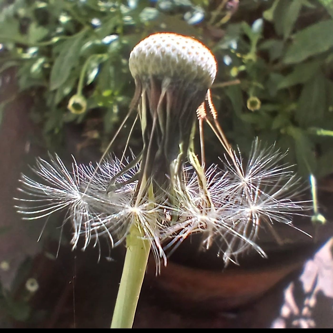Meterse en un jardín | Plantas viajeras episode artwork